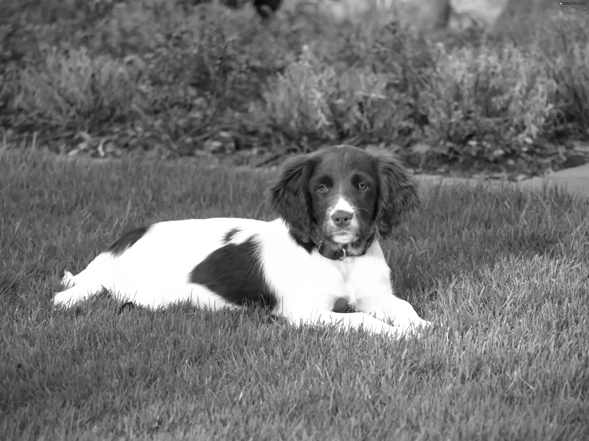 lying, Small Munsterlander Pointer, Lawn, doggy