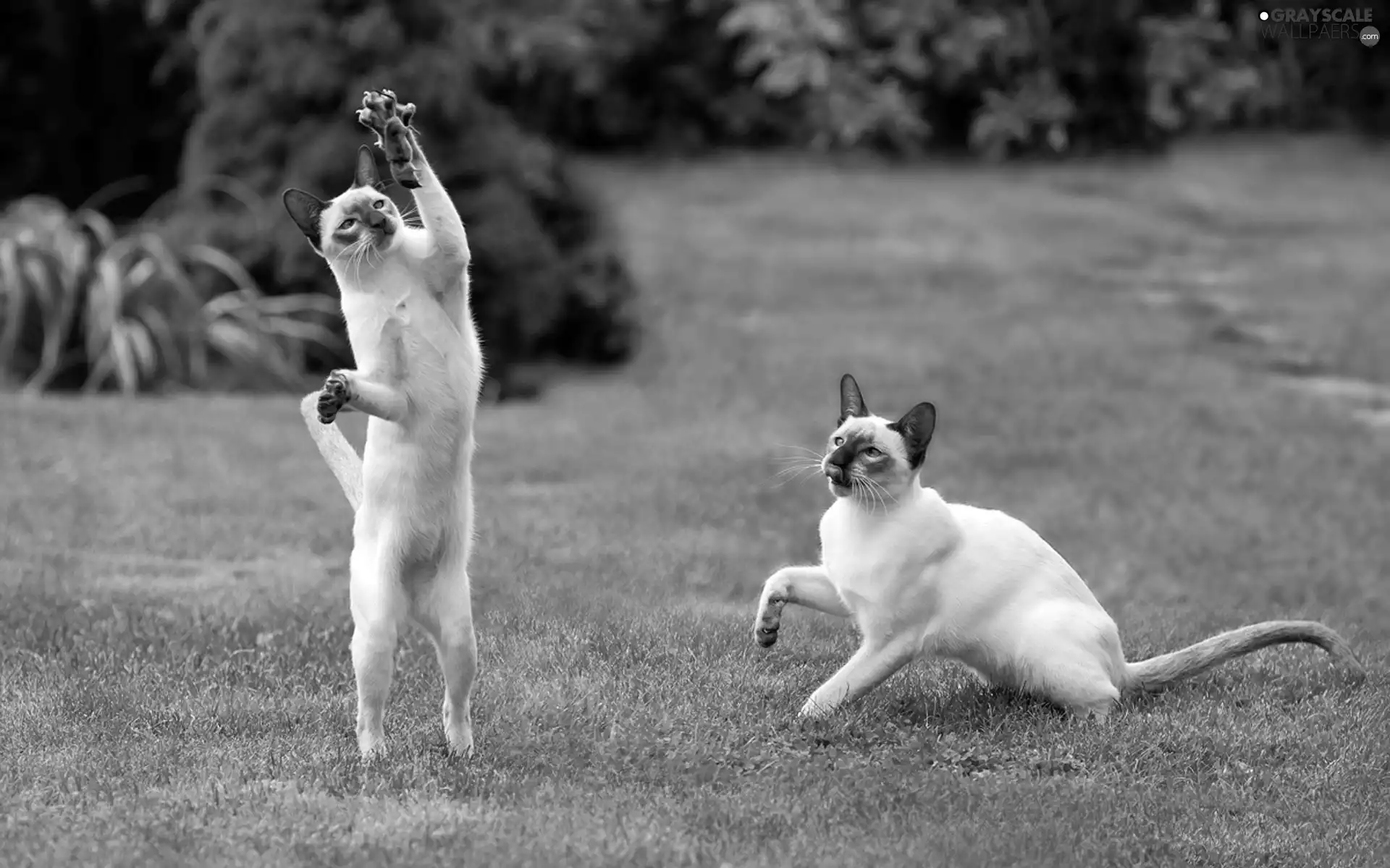 mouse, Siamese Cats, Lawn, Two cars