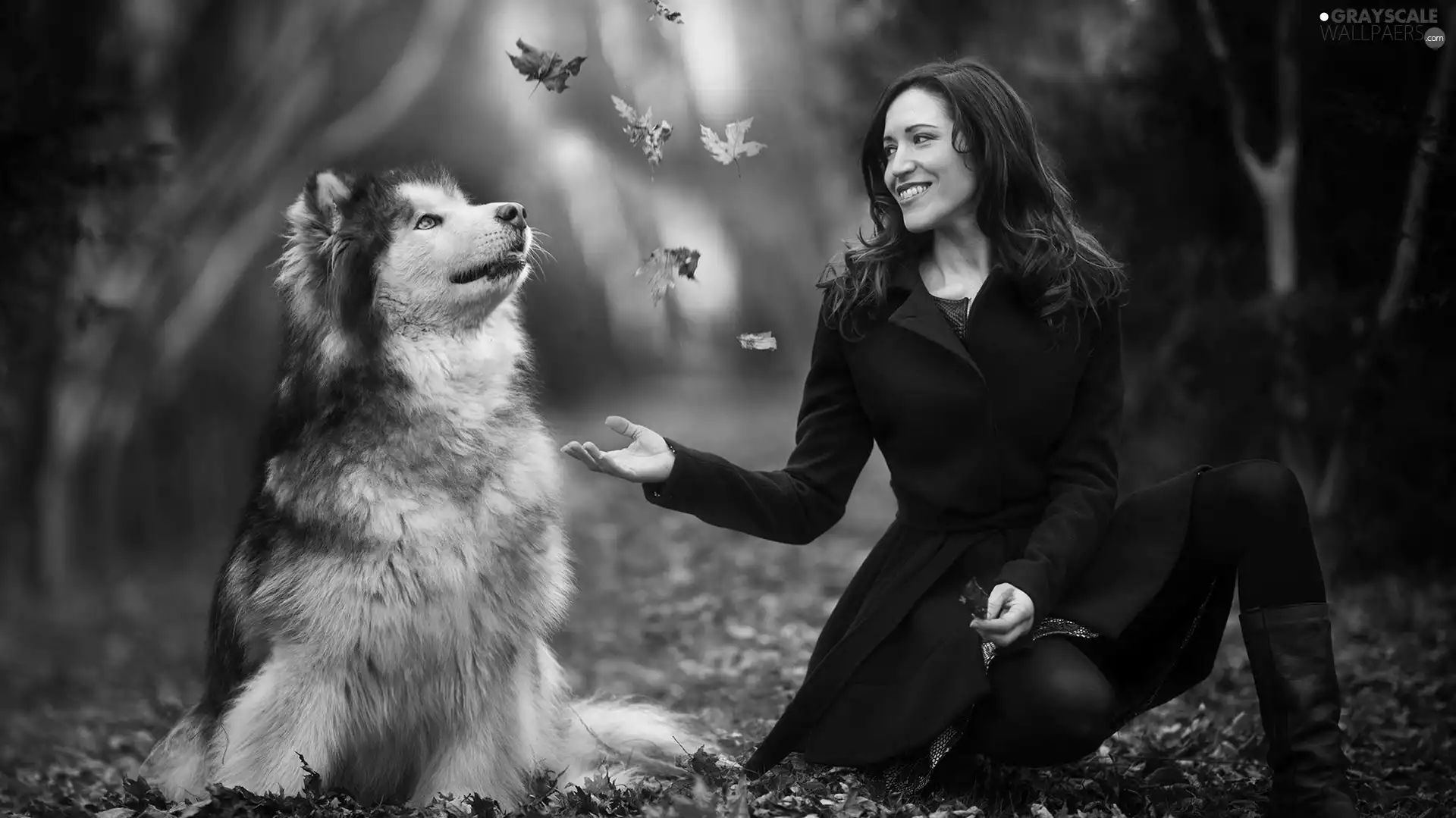 dog, Women, Leaf, Alaskan Malamute