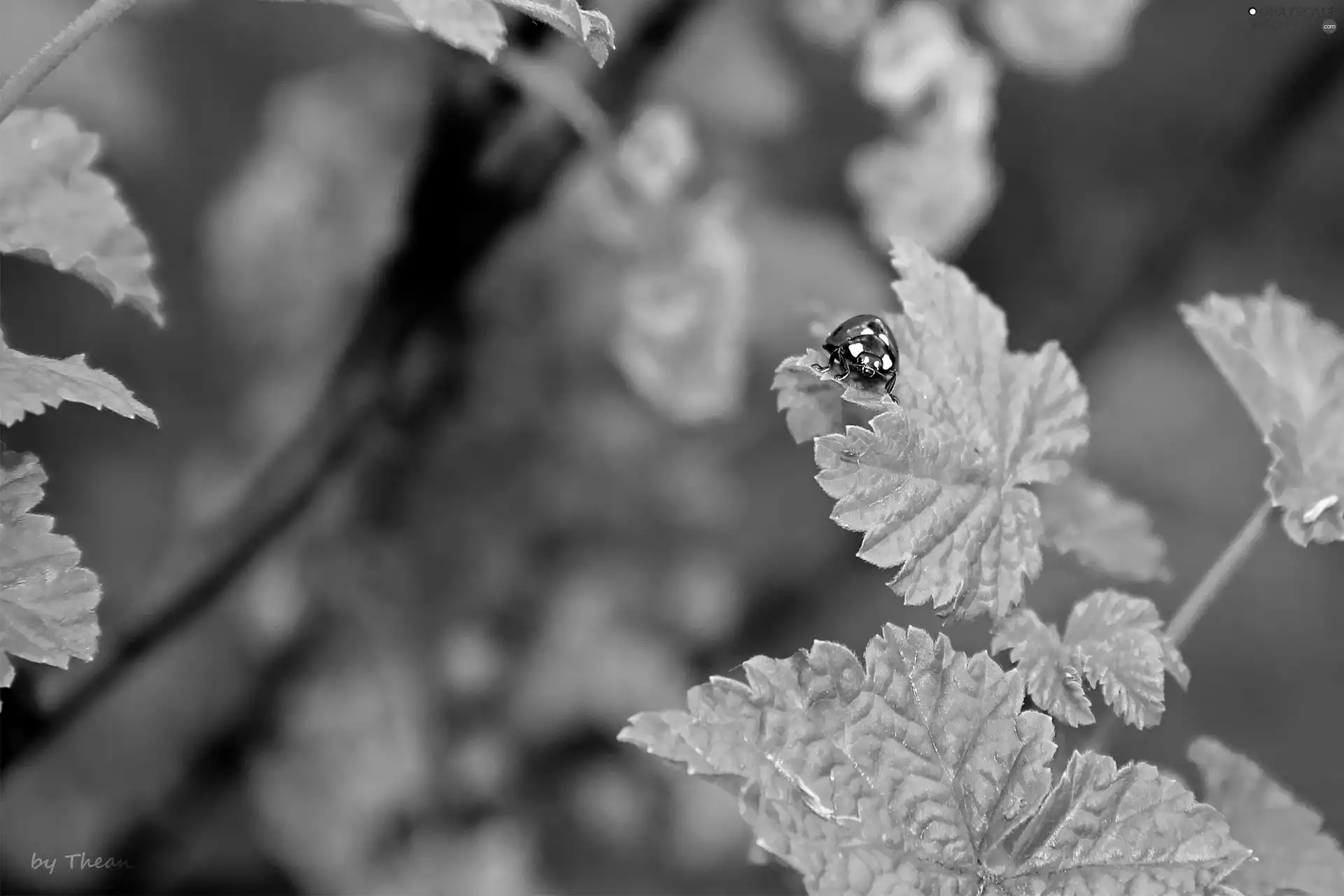 leaf, ladybird, an