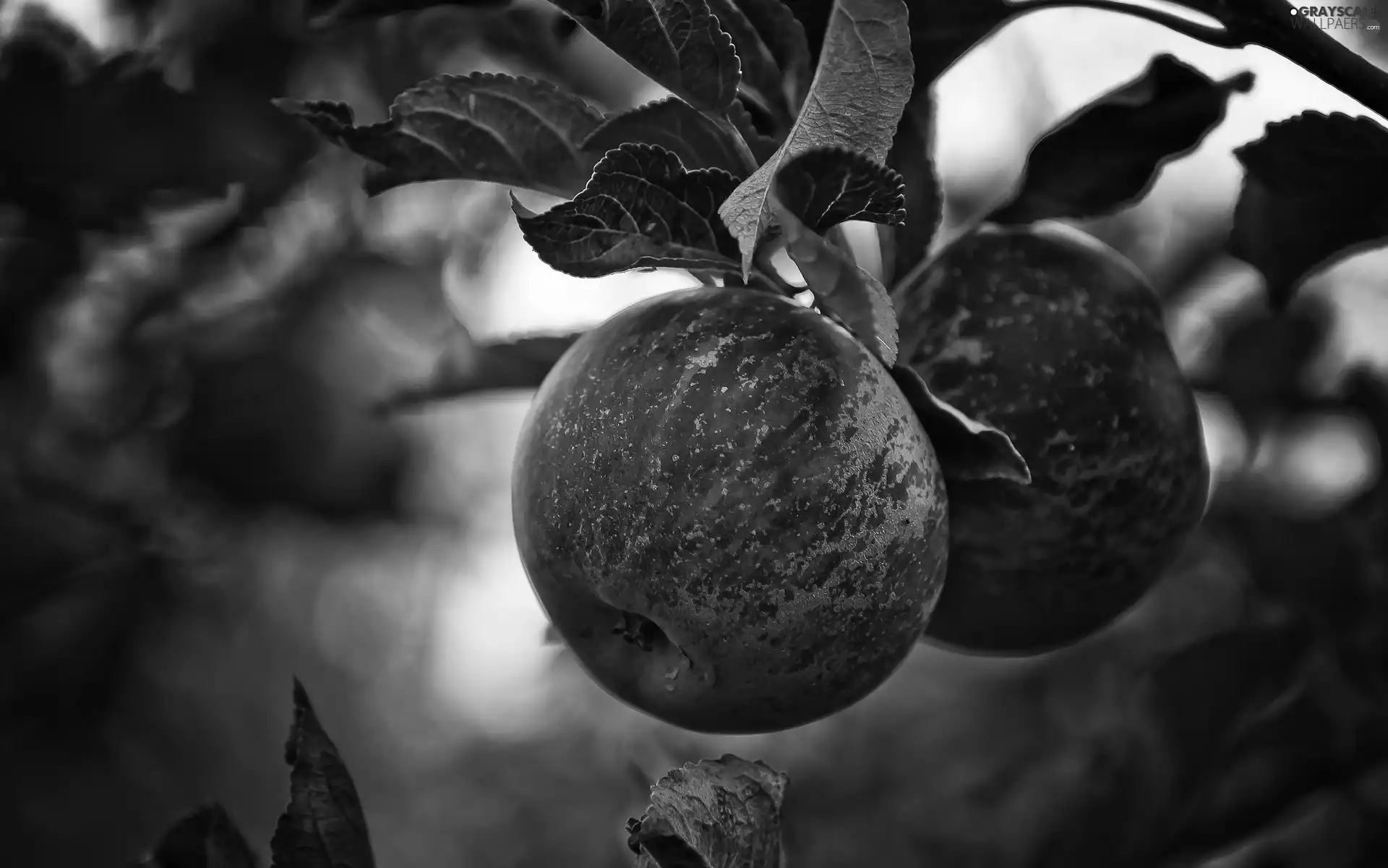 apples, Leaf
