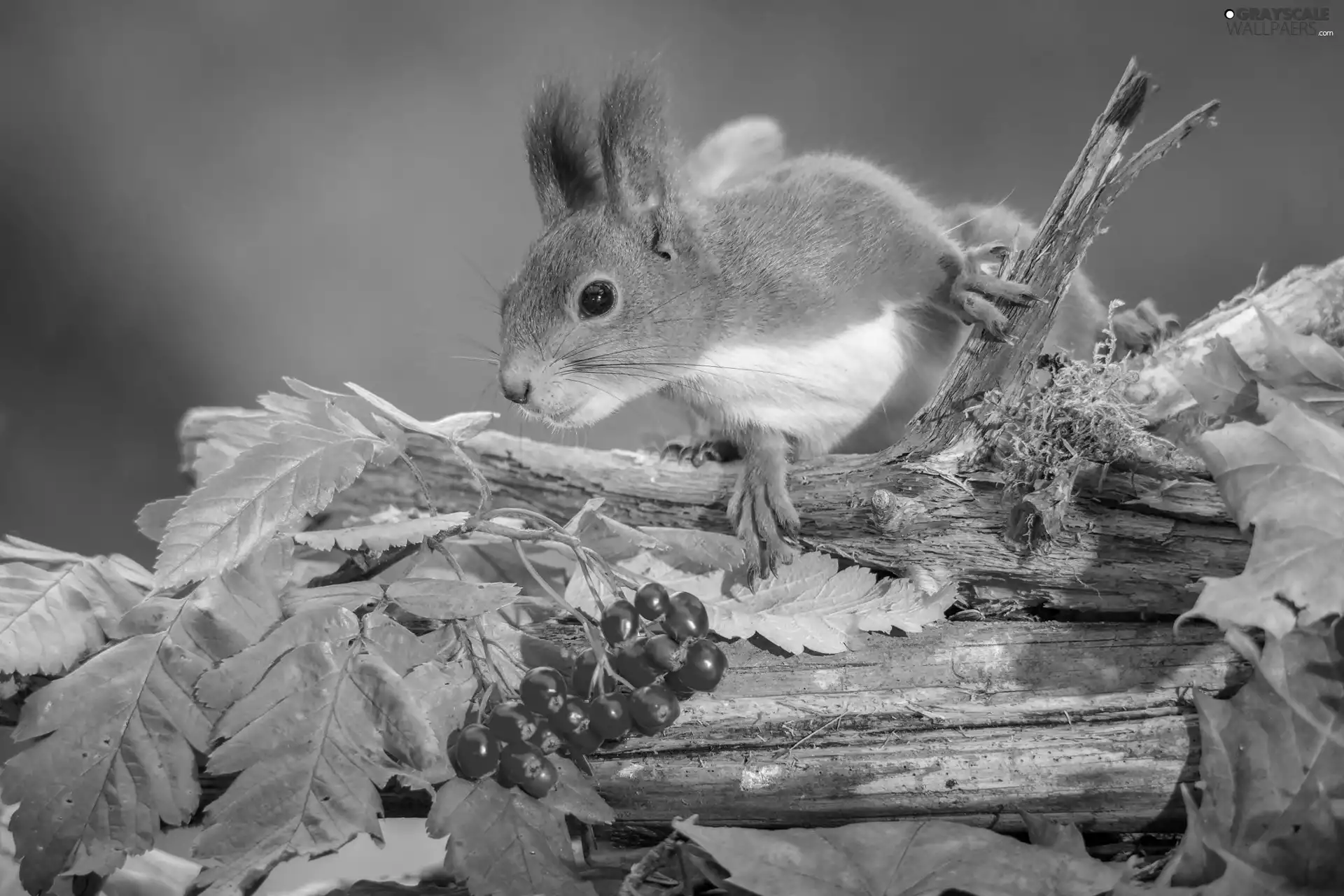 Leaf, Mountain Ash, squirrel, branch, autumn