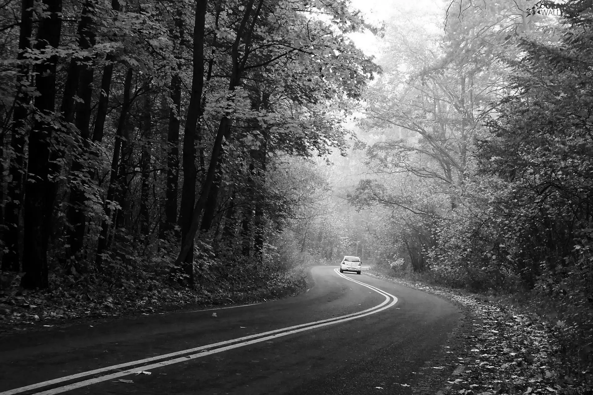 Leaf, Automobile, trees, viewes, Way