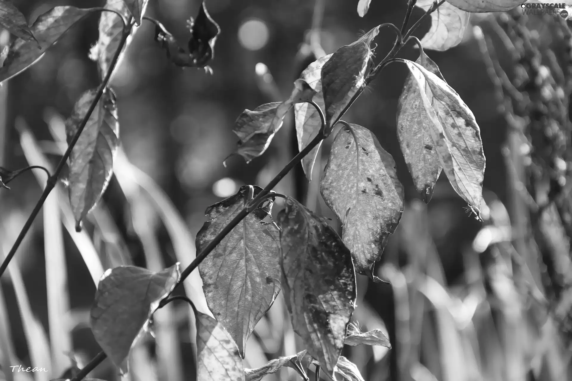 Autumn, Leaf