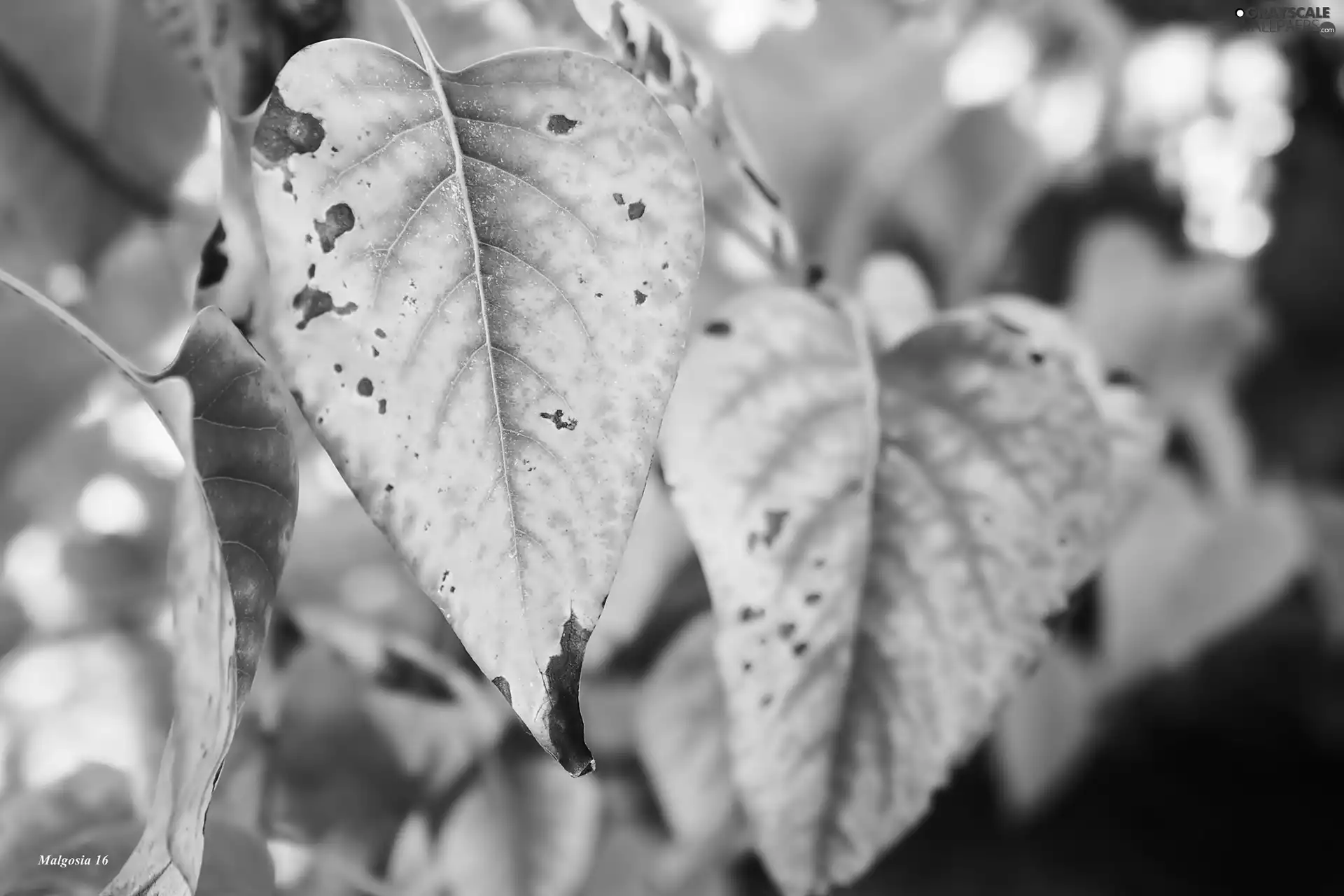 Autumn, Leaf