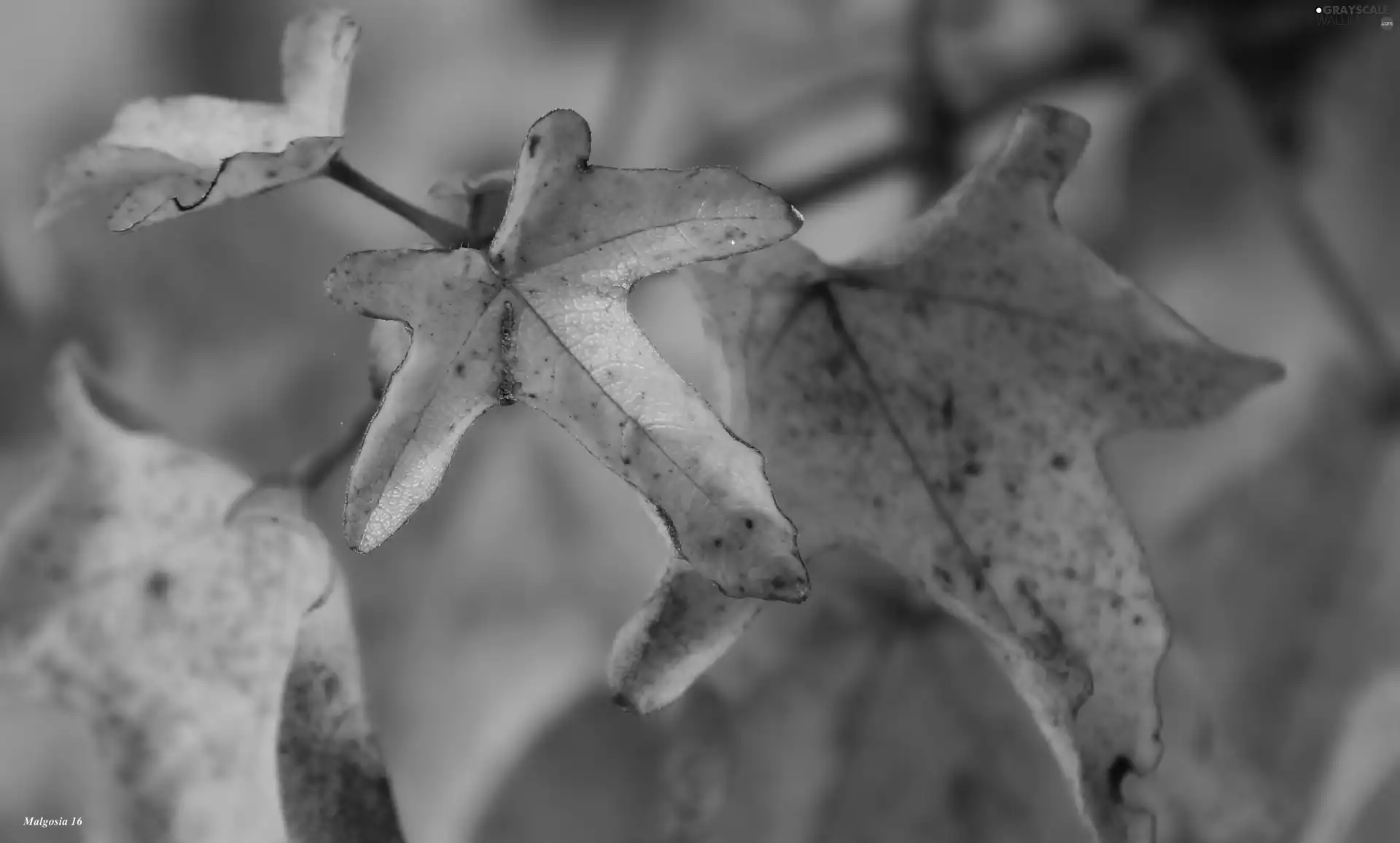 Autumn, Leaf