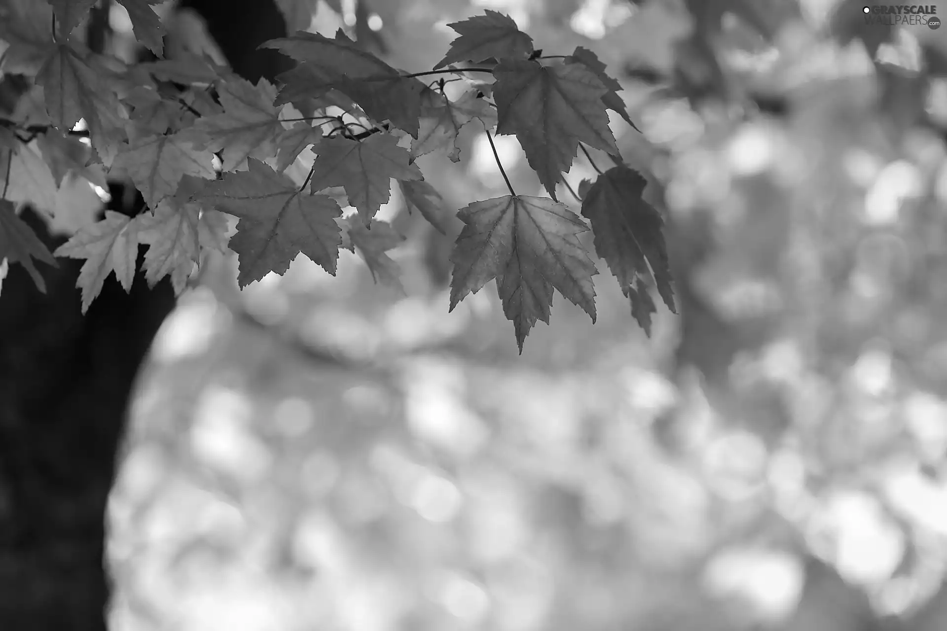 Autumn, Leaf