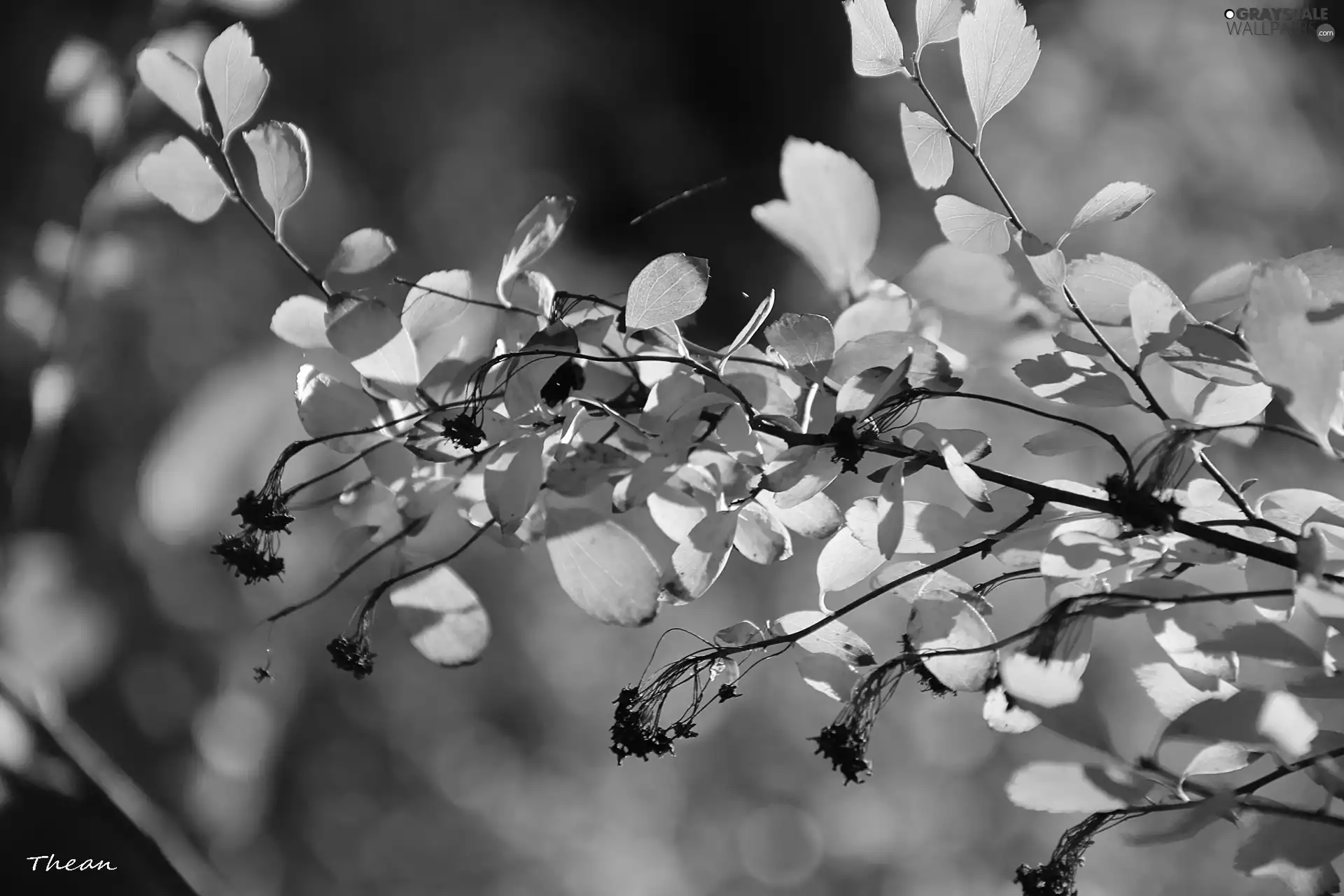 Autumn, Leaf