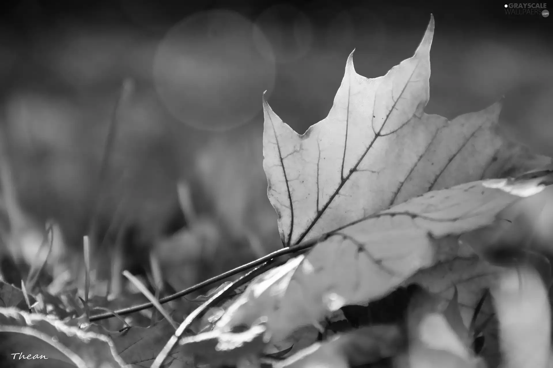 Autumn, Leaf