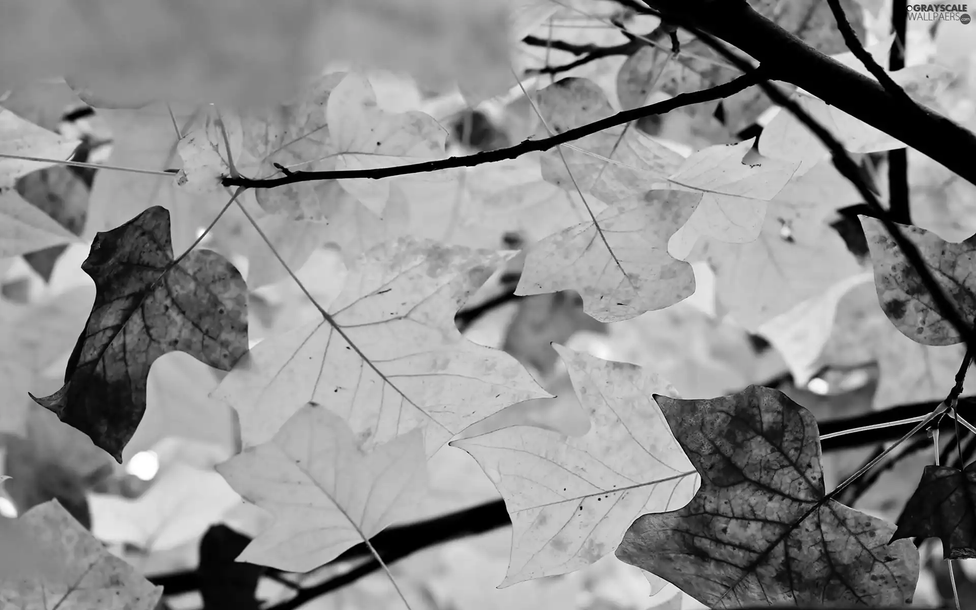 autumn, Leaf