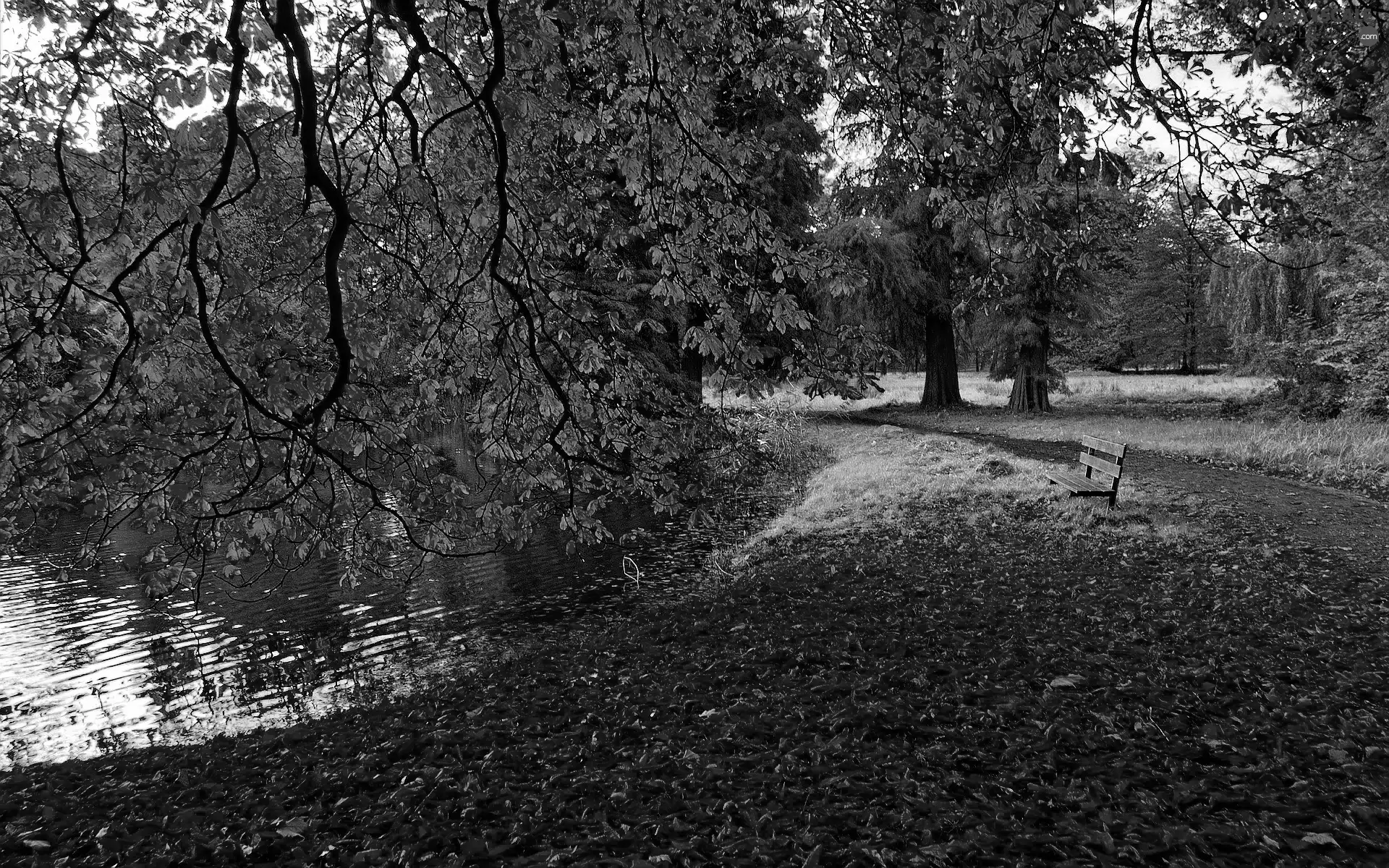 lane, Park, Leaf, autumn, Bench, River