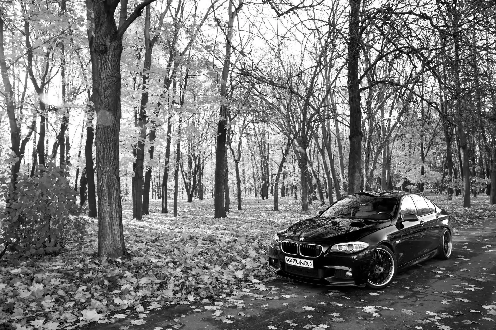 Park, BMW 5 Series F10, trees, viewes, autumn, Way