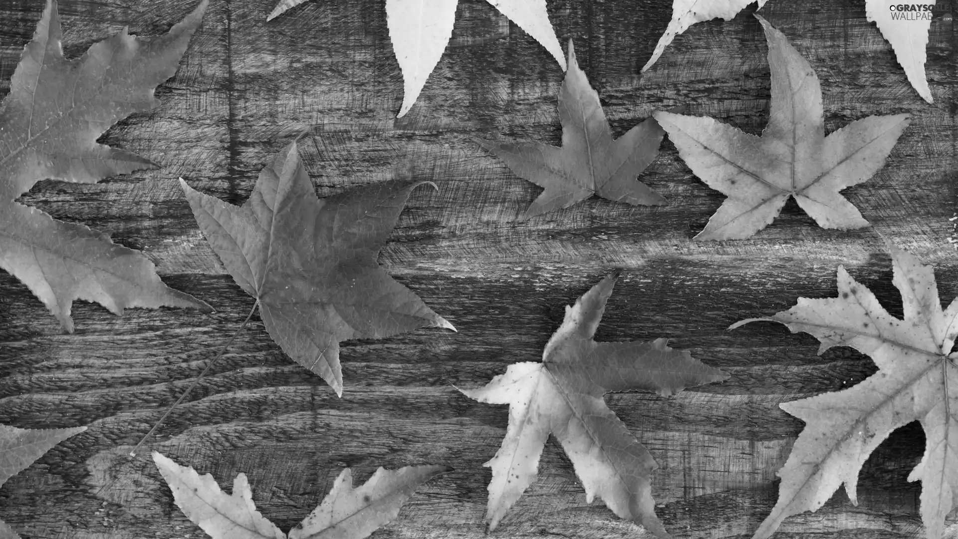 Autumn, maple, board, Leaf
