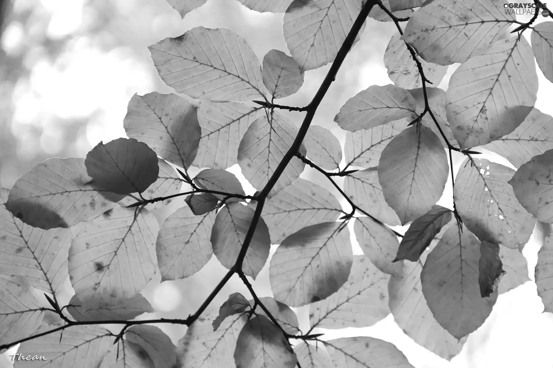 Leaf, Brown, Autumn