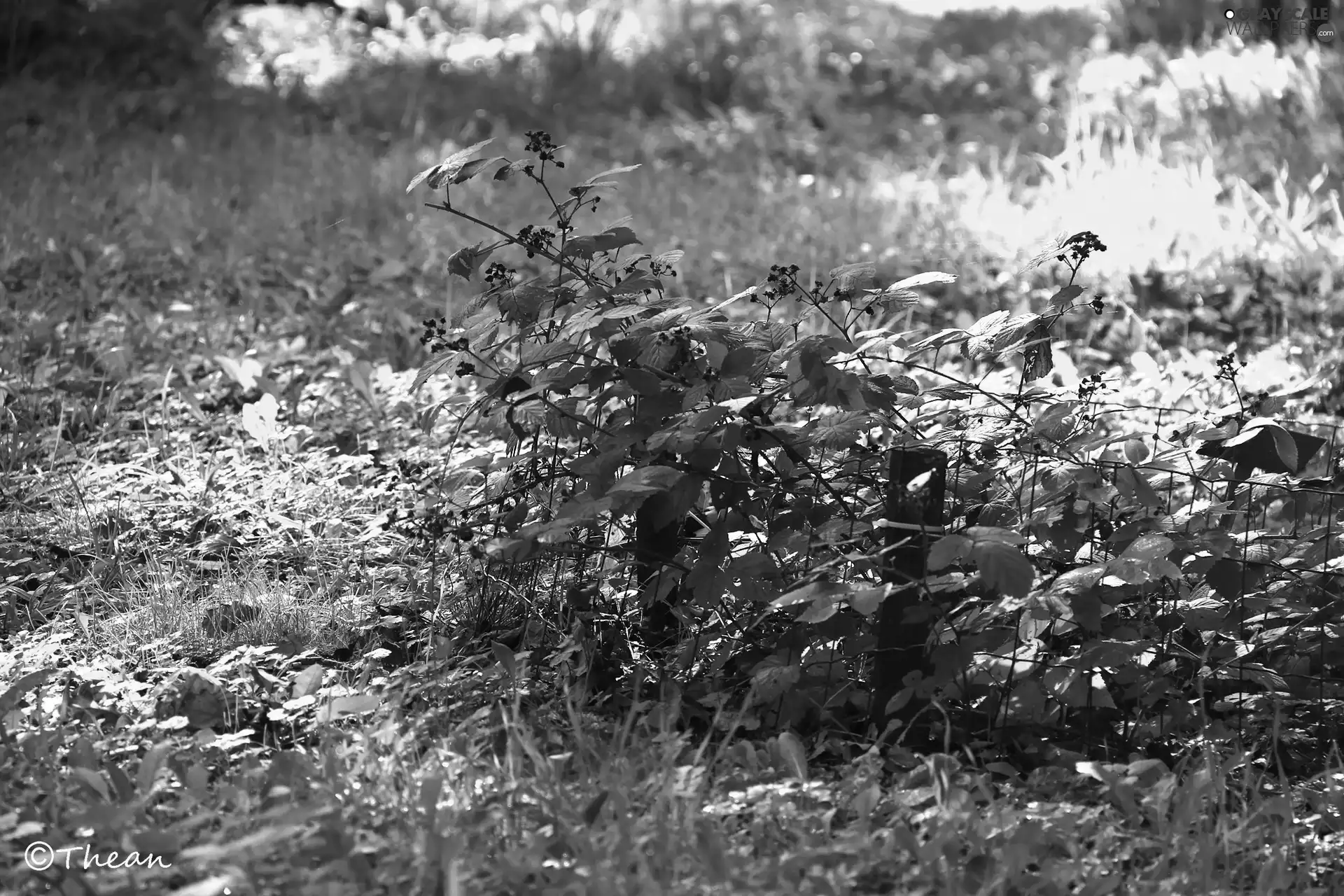 Leaf, autumn, grass, dry, Bush