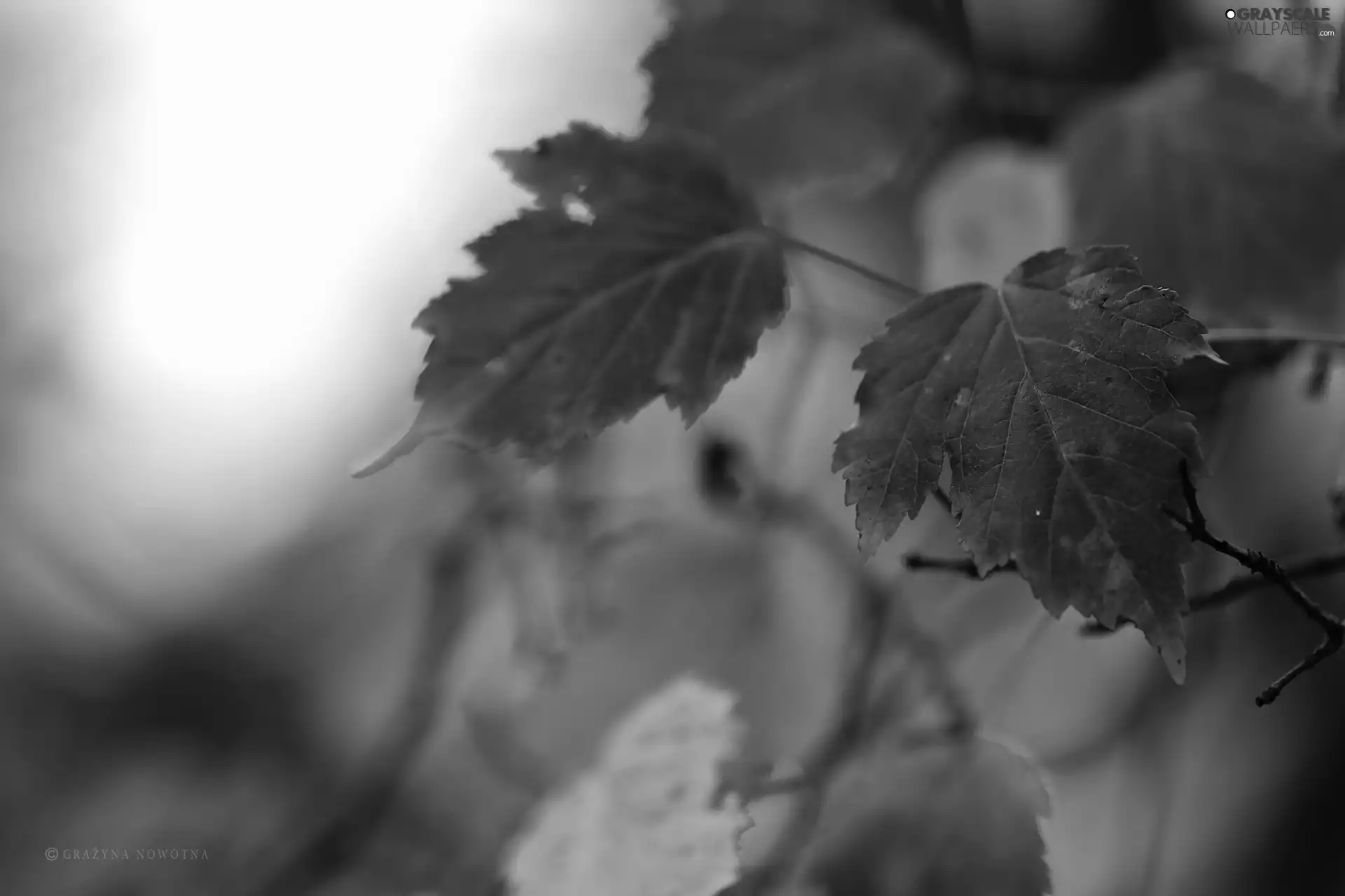 Leaf, color, Autumn