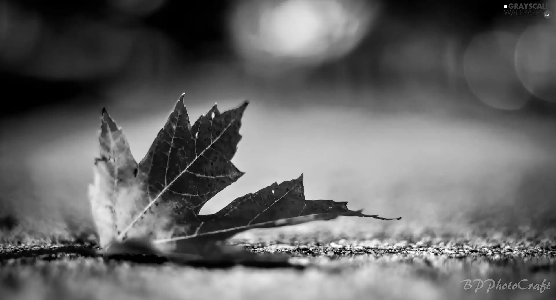 leaf, color, Autumn