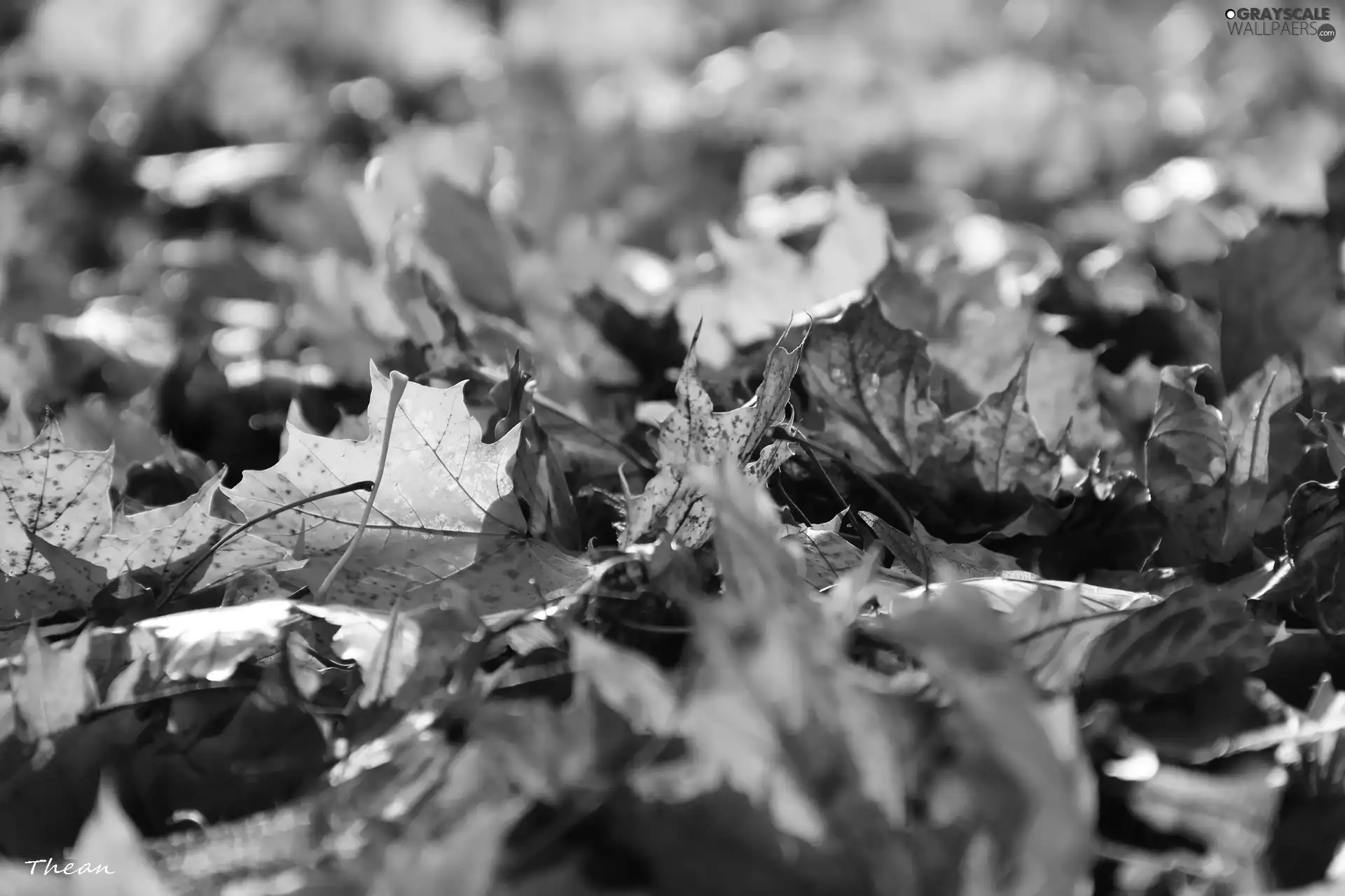 Leaf, dry, Autumn