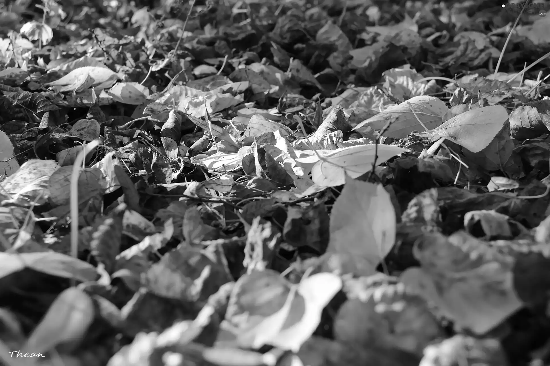 Leaf, dry, Autumn