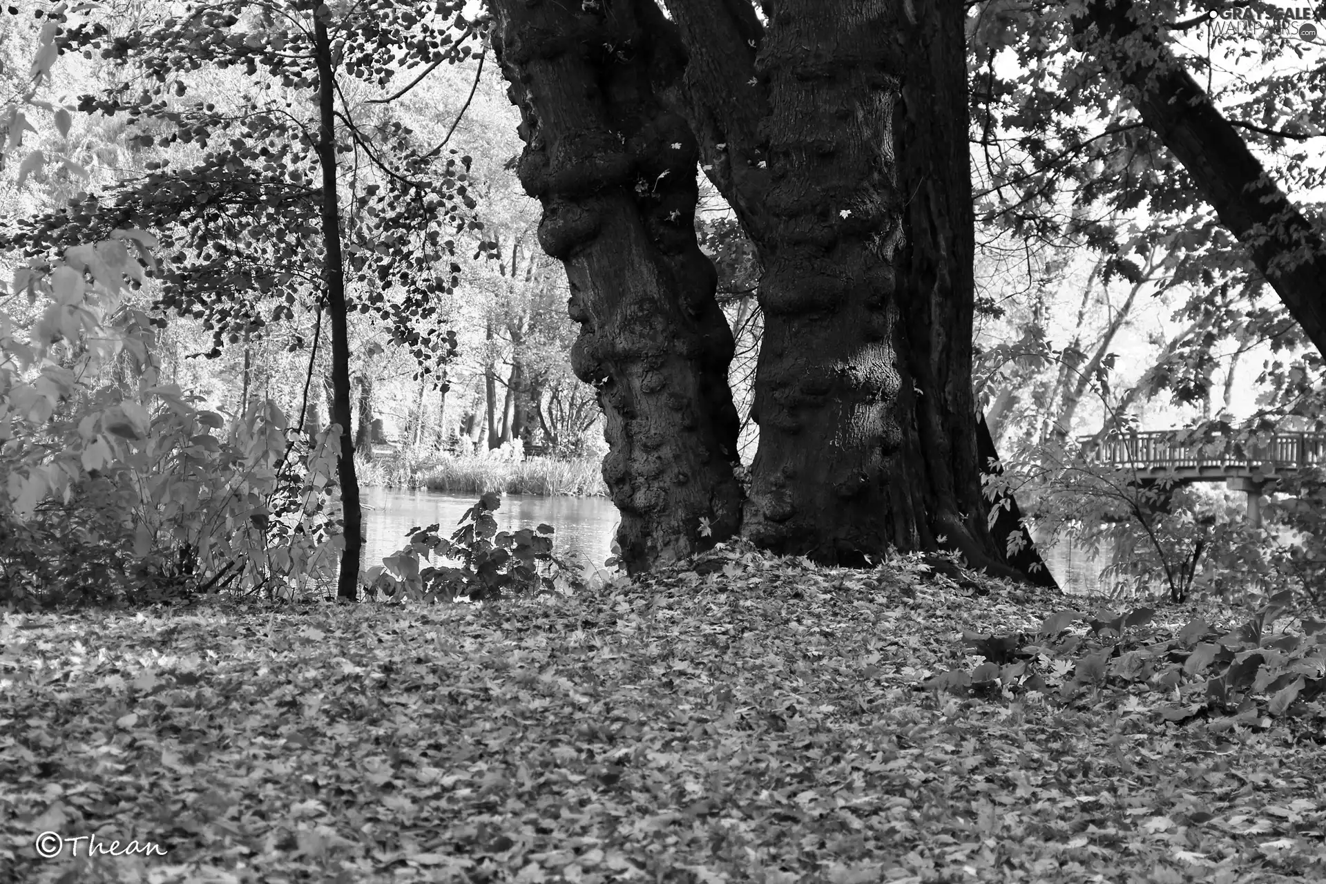 viewes, Park, Leaf, autumn, dry, trees