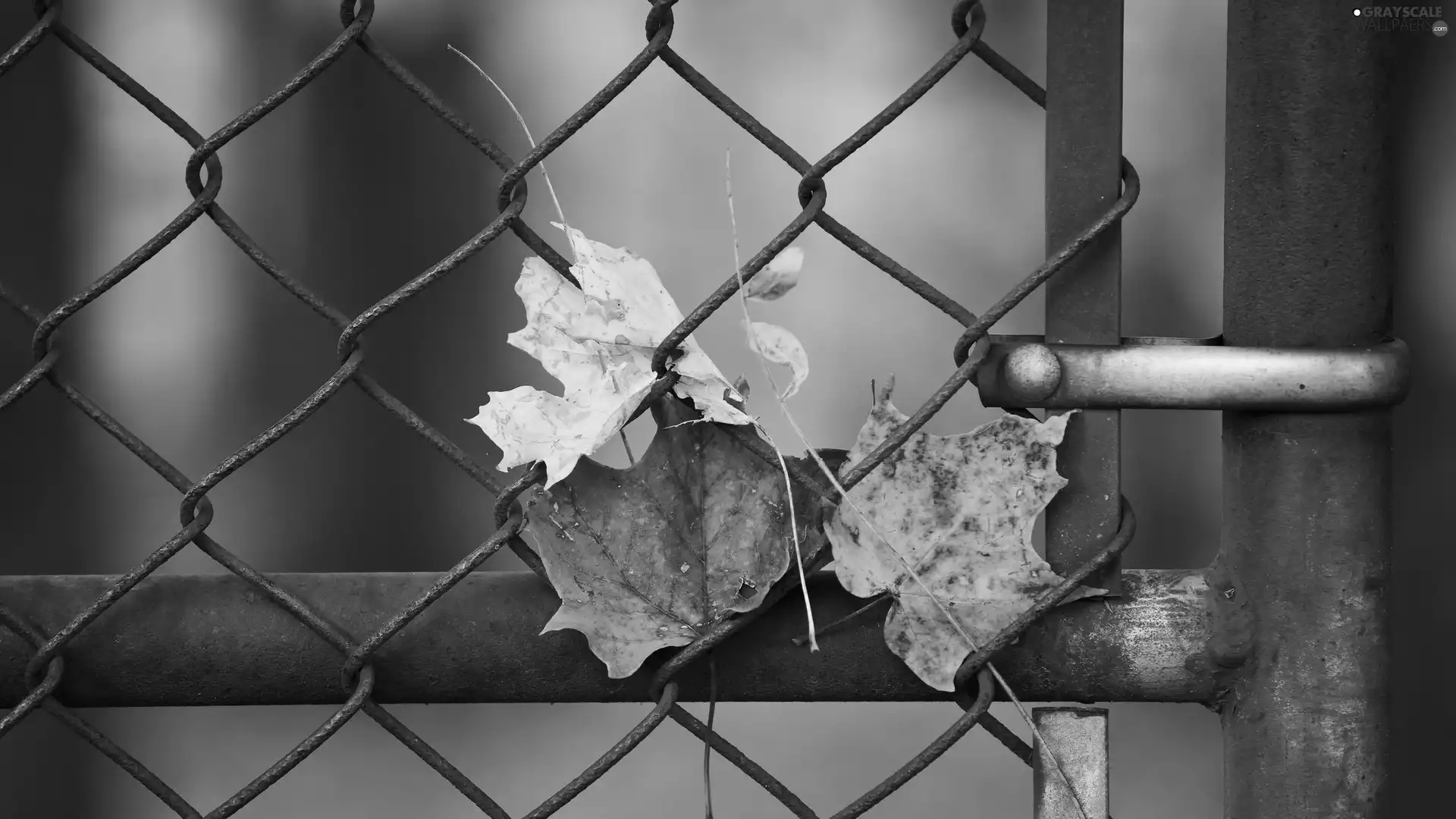 Leaf, fence, Autumn