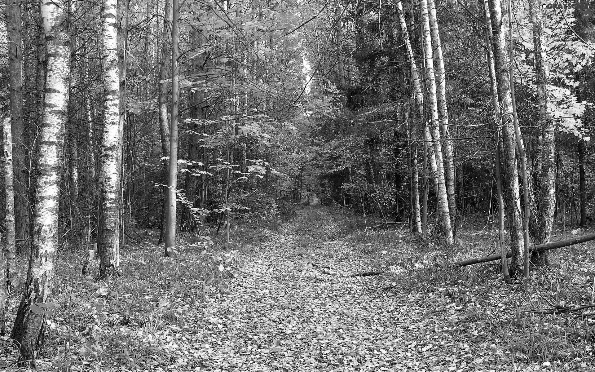 Leaf, autumn, Way, birch, forest