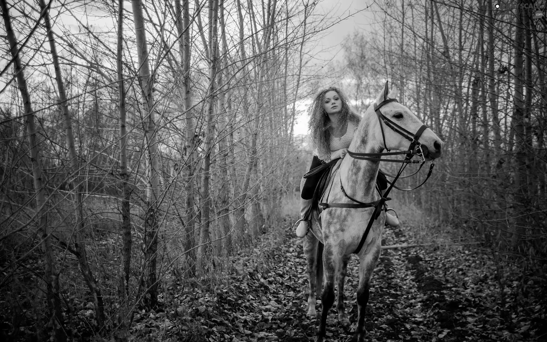 Way, girl, Leaf, autumn, forest, Horse