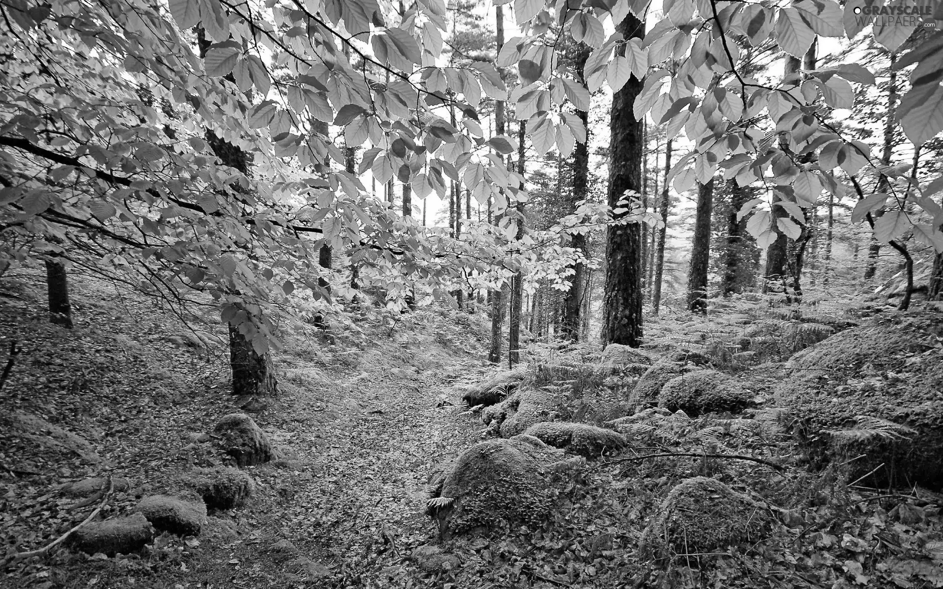 Leaf, autumn, Path, Stones, forest