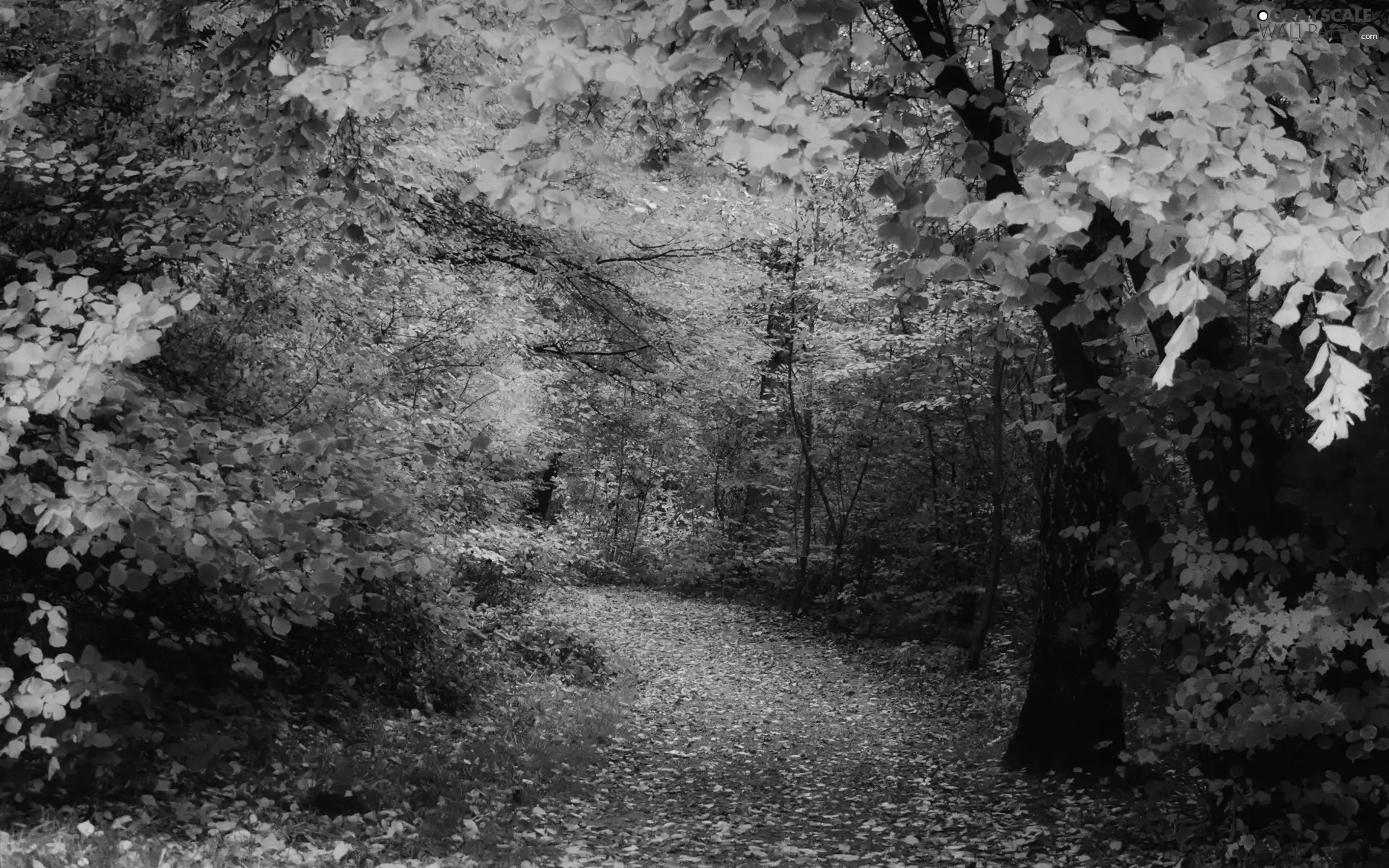 Leaf, autumn, trees, viewes, forest