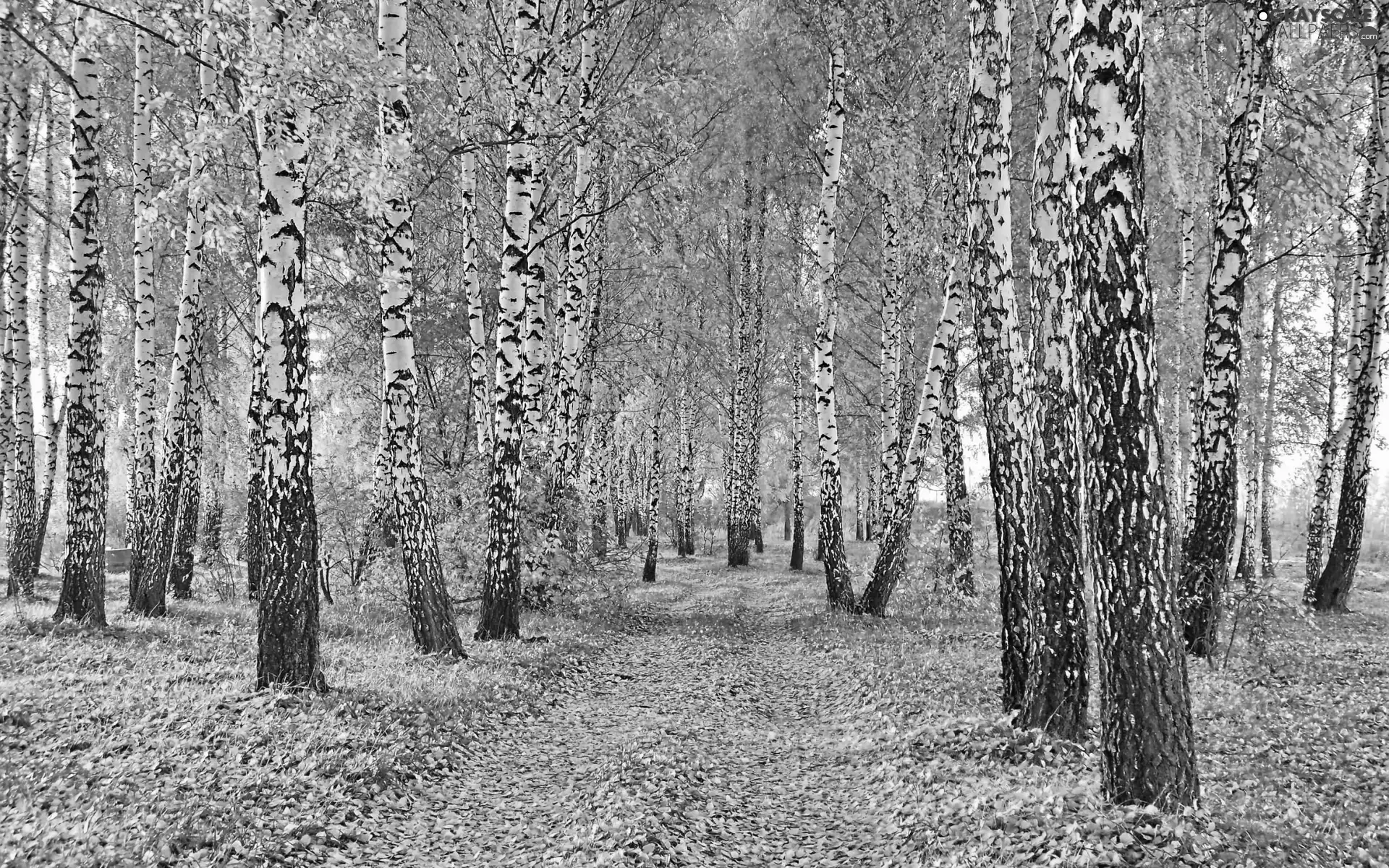 Leaf, autumn, birch, Way, forest