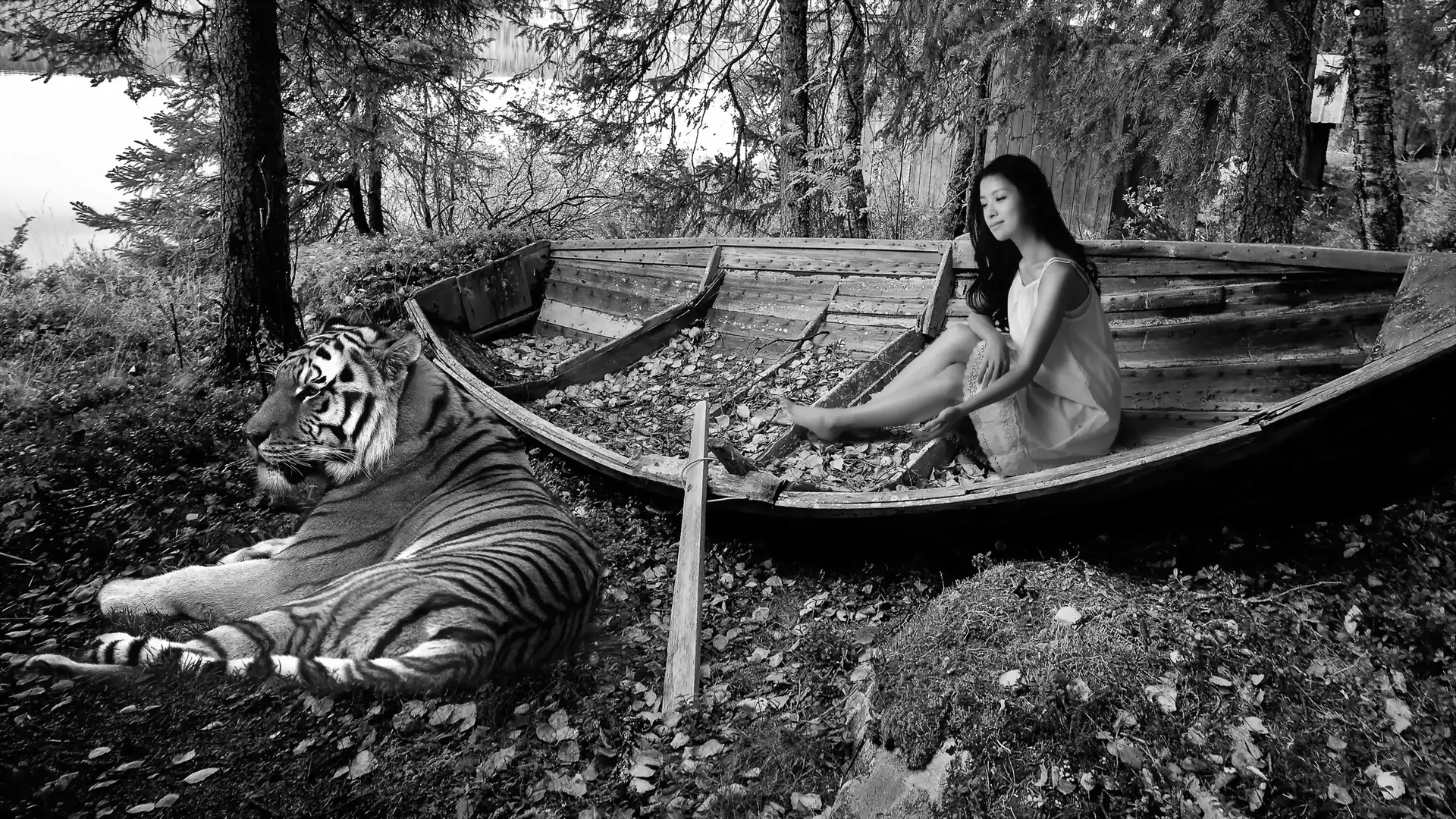 tiger, Women, Leaf, autumn, forest, Lodz