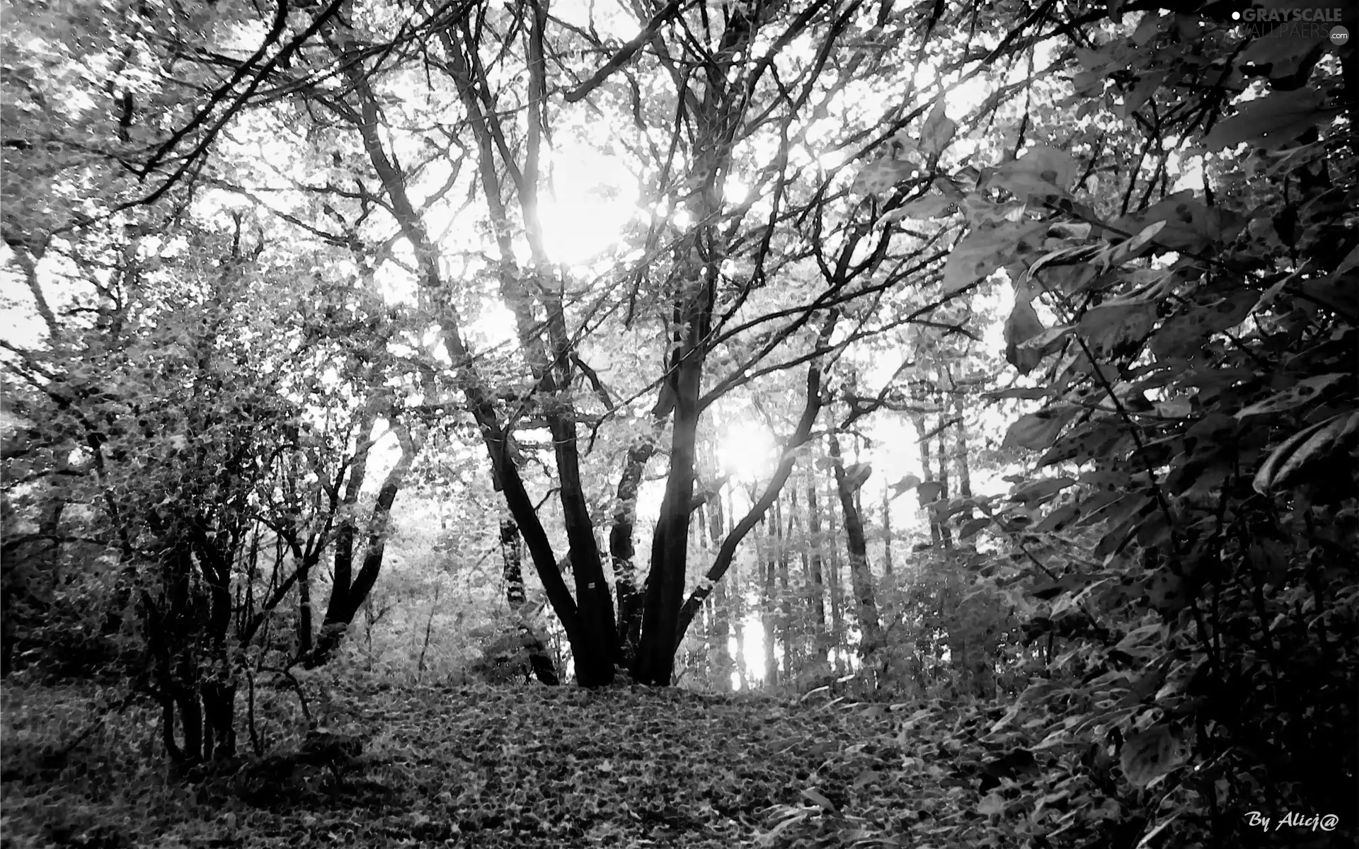 Leaf, forest, autumn