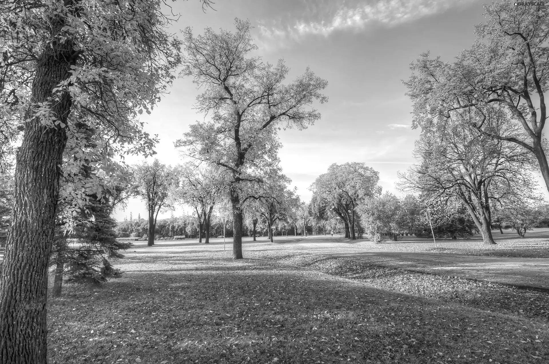 autumn, lane, Leaf, Park