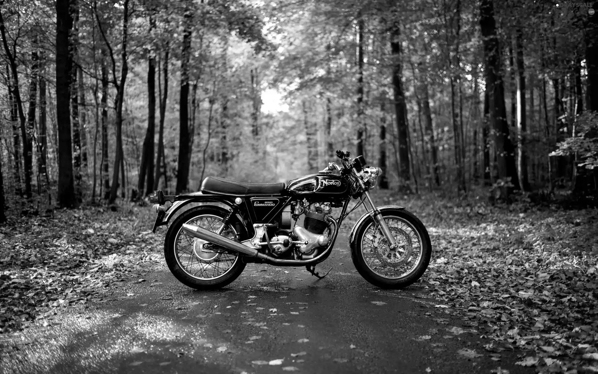 Leaf, autumn, forest, Way, motor-bike