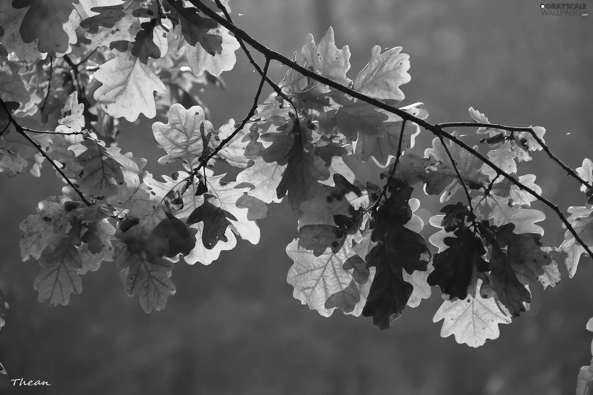 Leaf, oak, Autumn