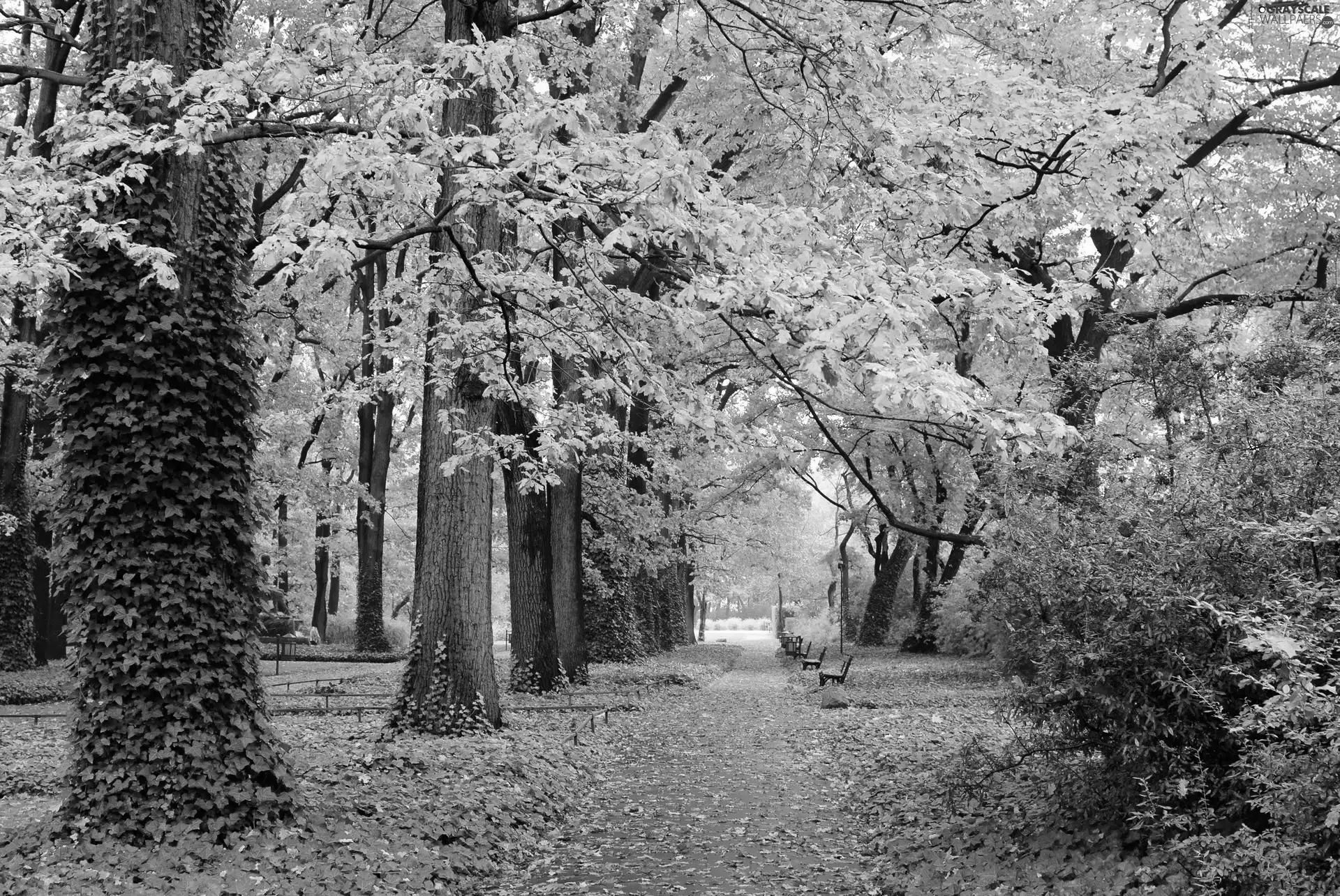 Leaf, autumn, Alleys, bench, Park