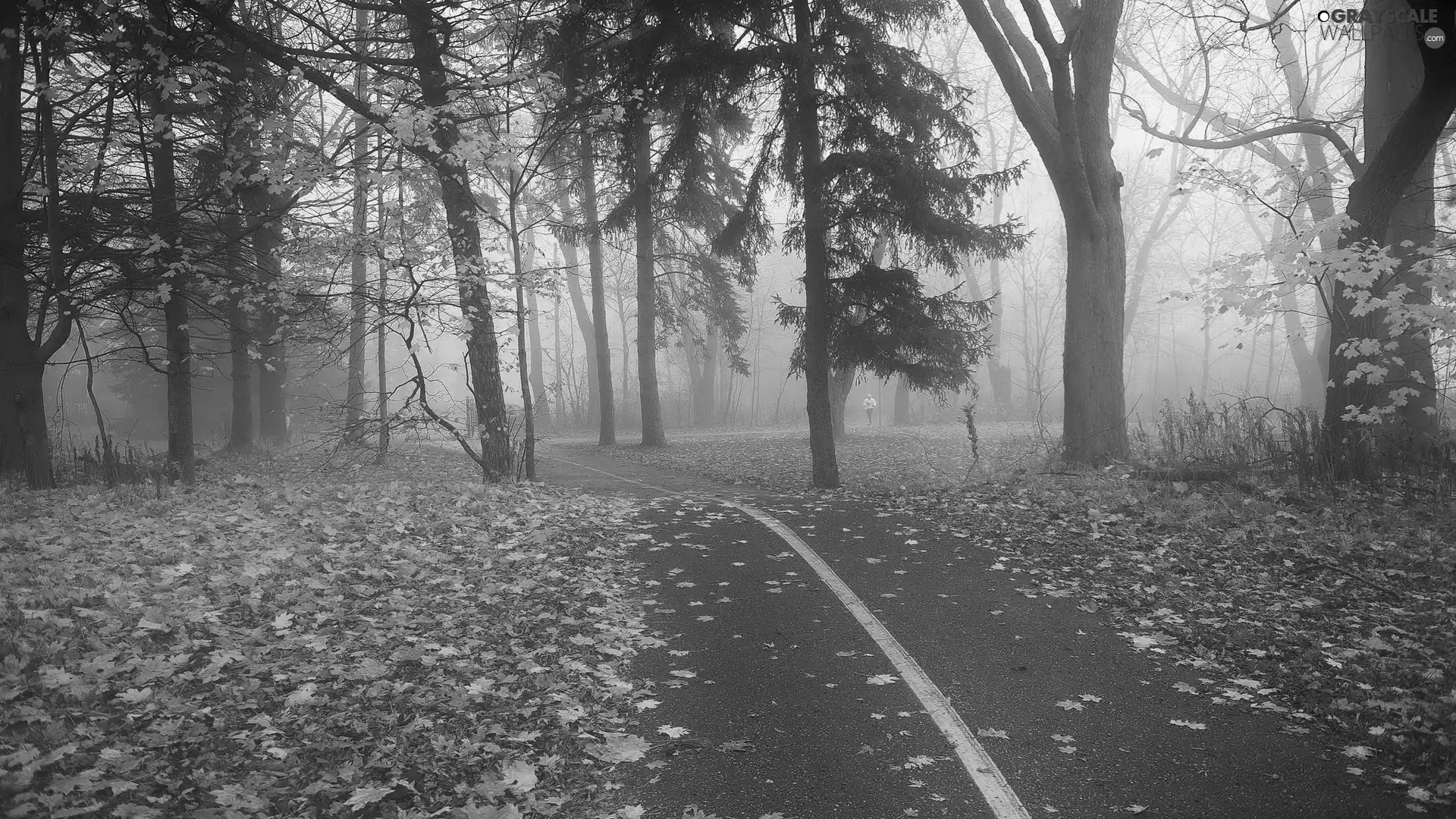 Leaf, autumn, Fog, lane, Park