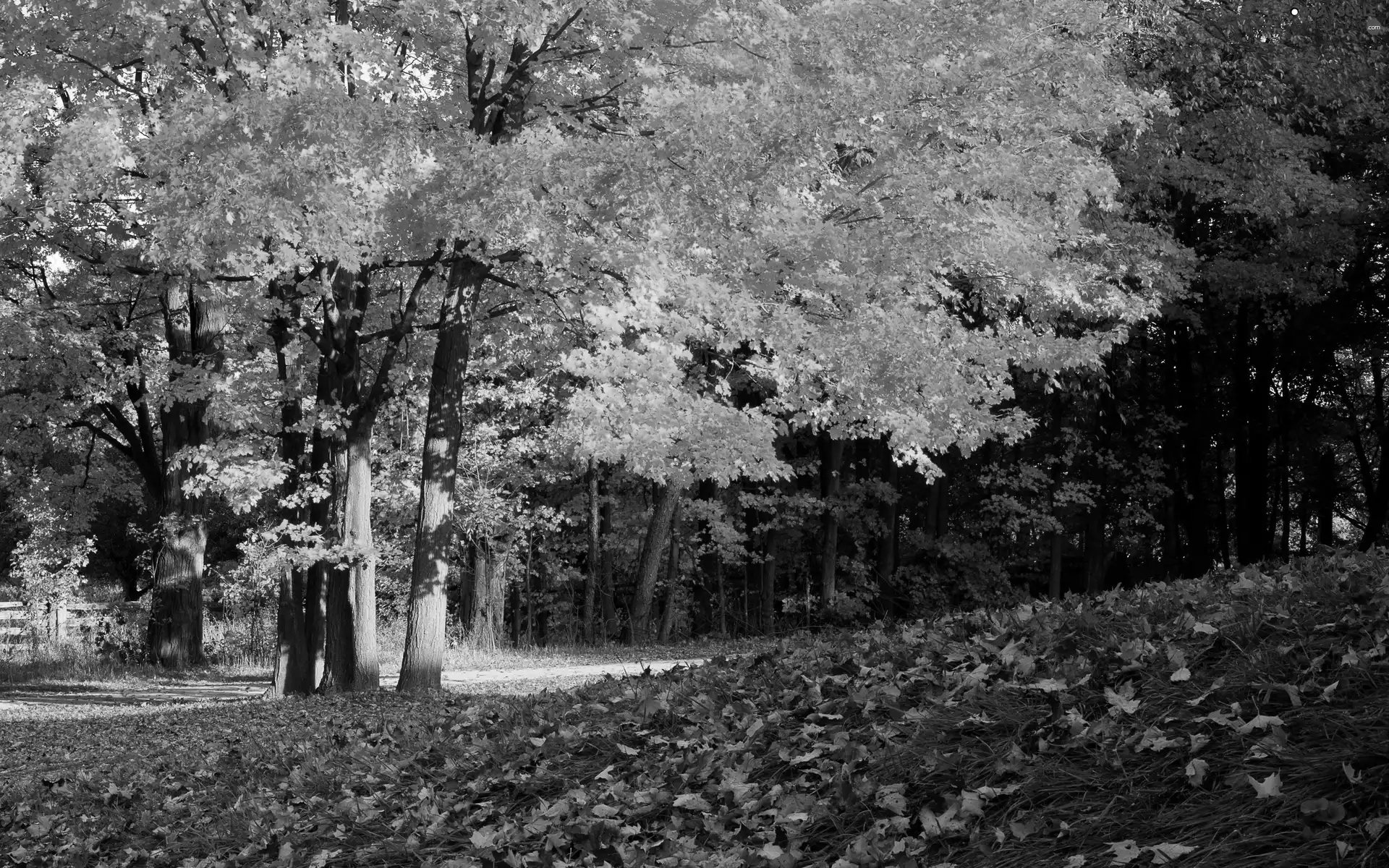 Leaf, autumn, trees, viewes, Park