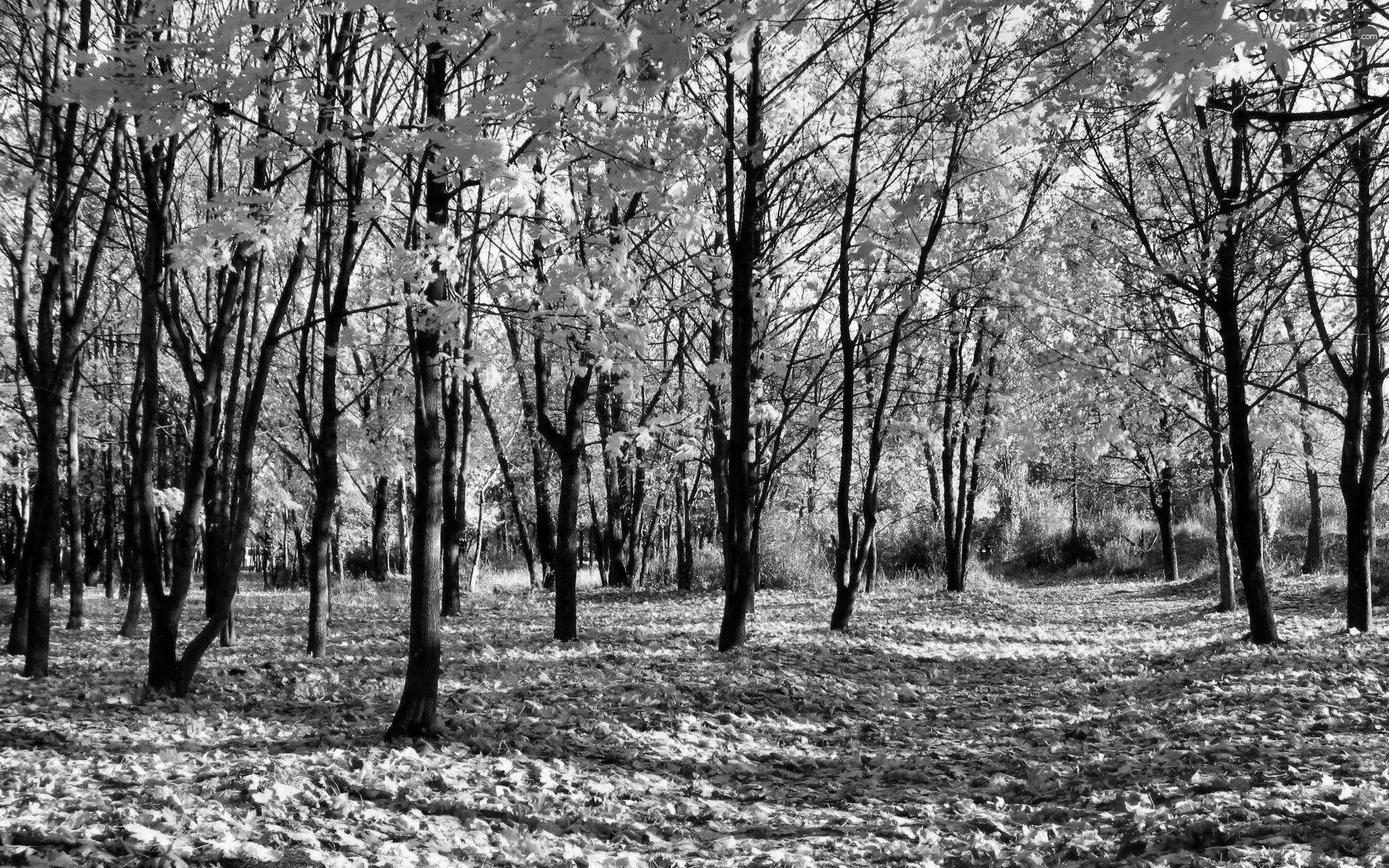 Leaf, autumn, trees, viewes, Park