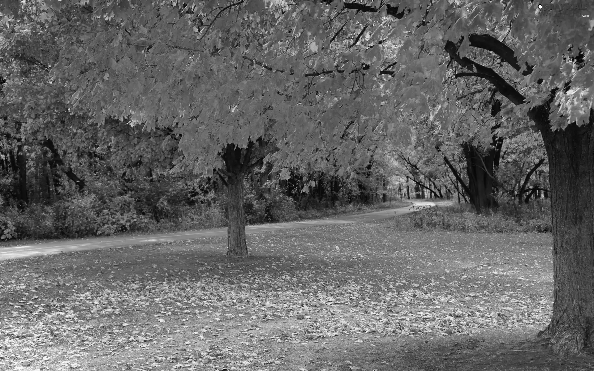 Leaf, Park, autumn