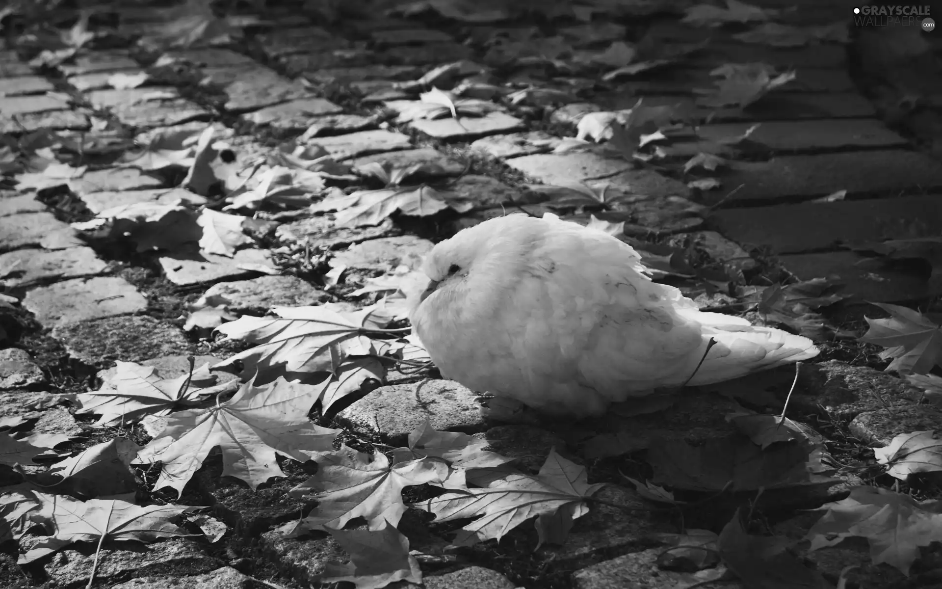 Leaf, pigeon, Autumn