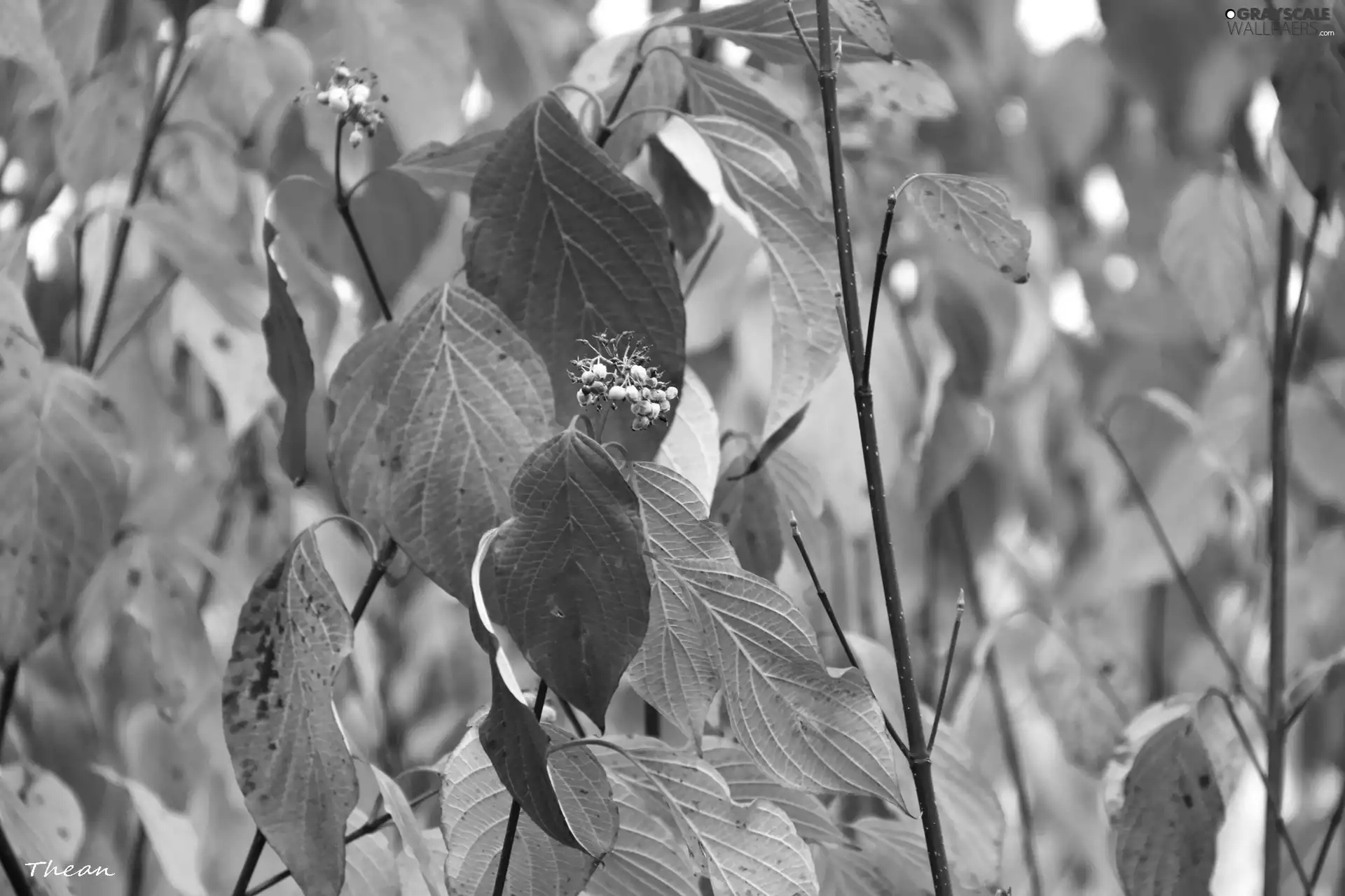 Leaf, Red, Autumn