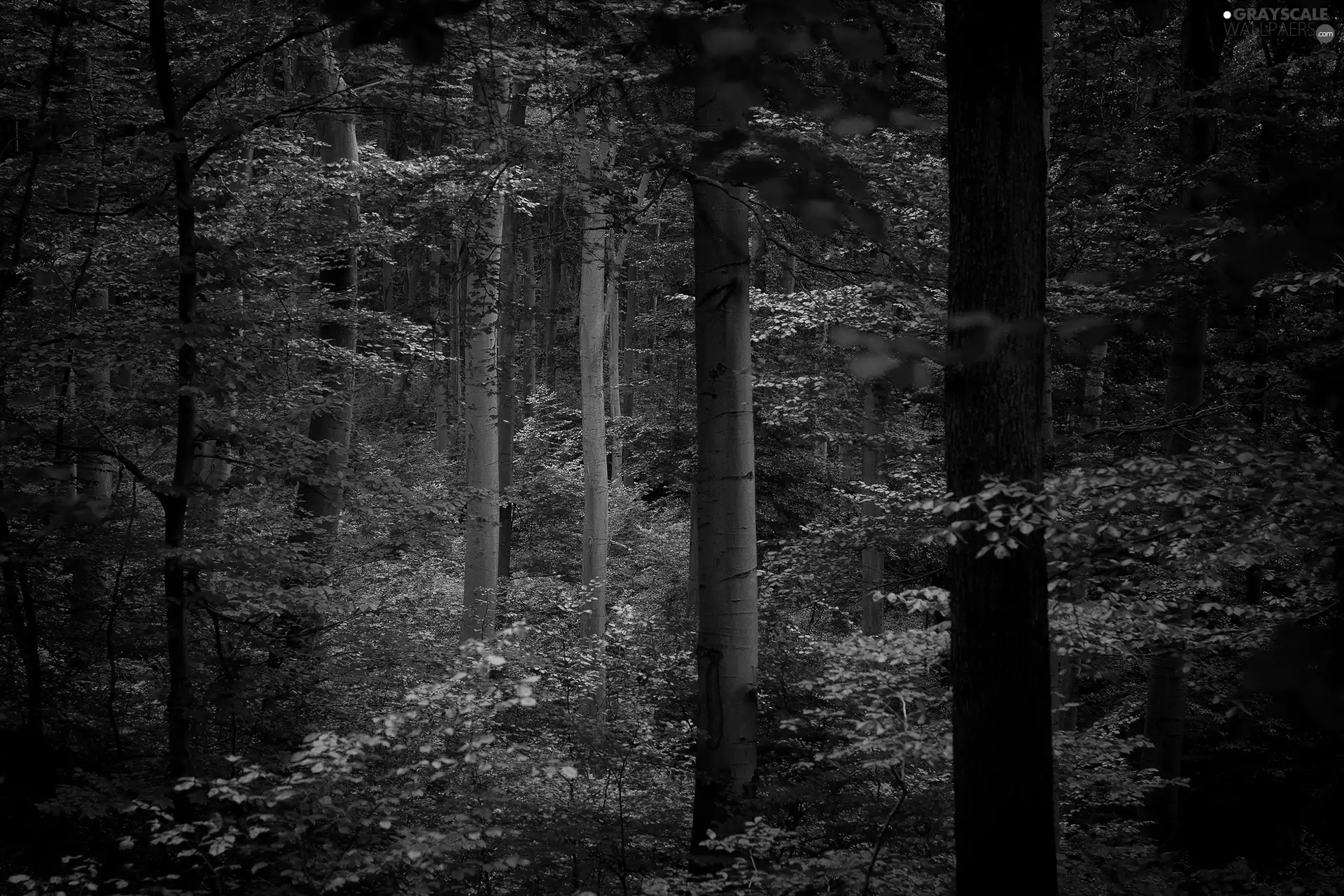 viewes, forest, Leaf, autumn, Red, trees