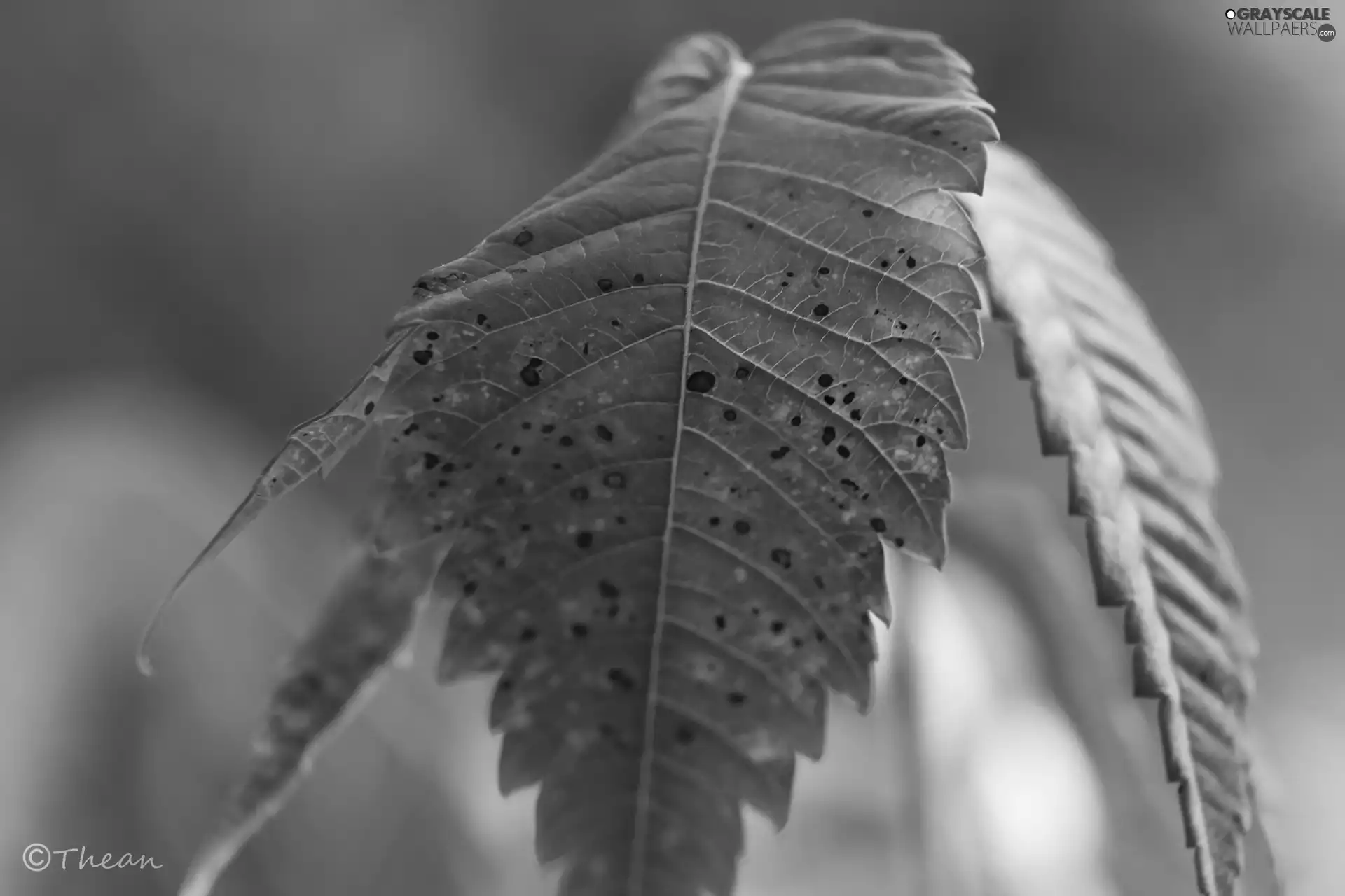 leaf, Red, Autumn