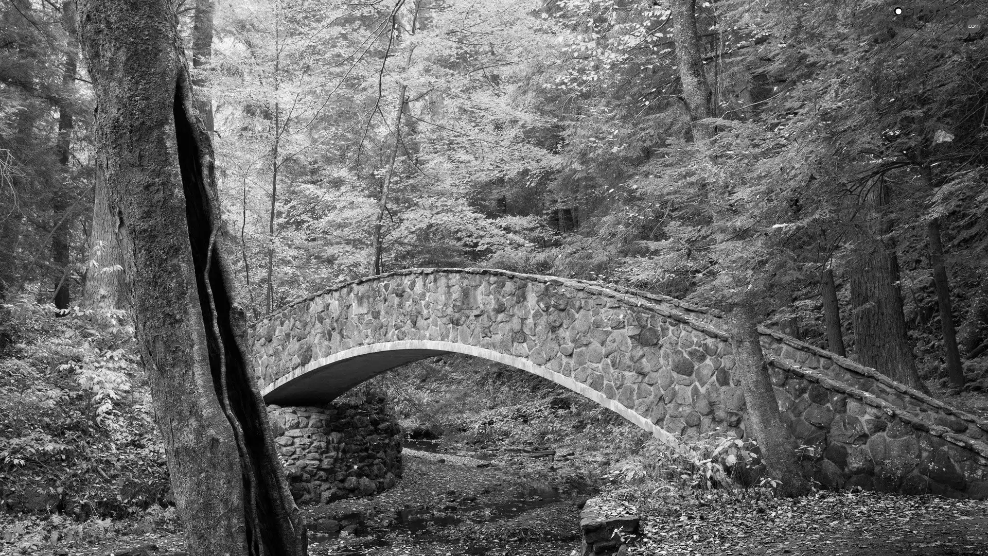 Leaf, autumn, bridge, forest, River