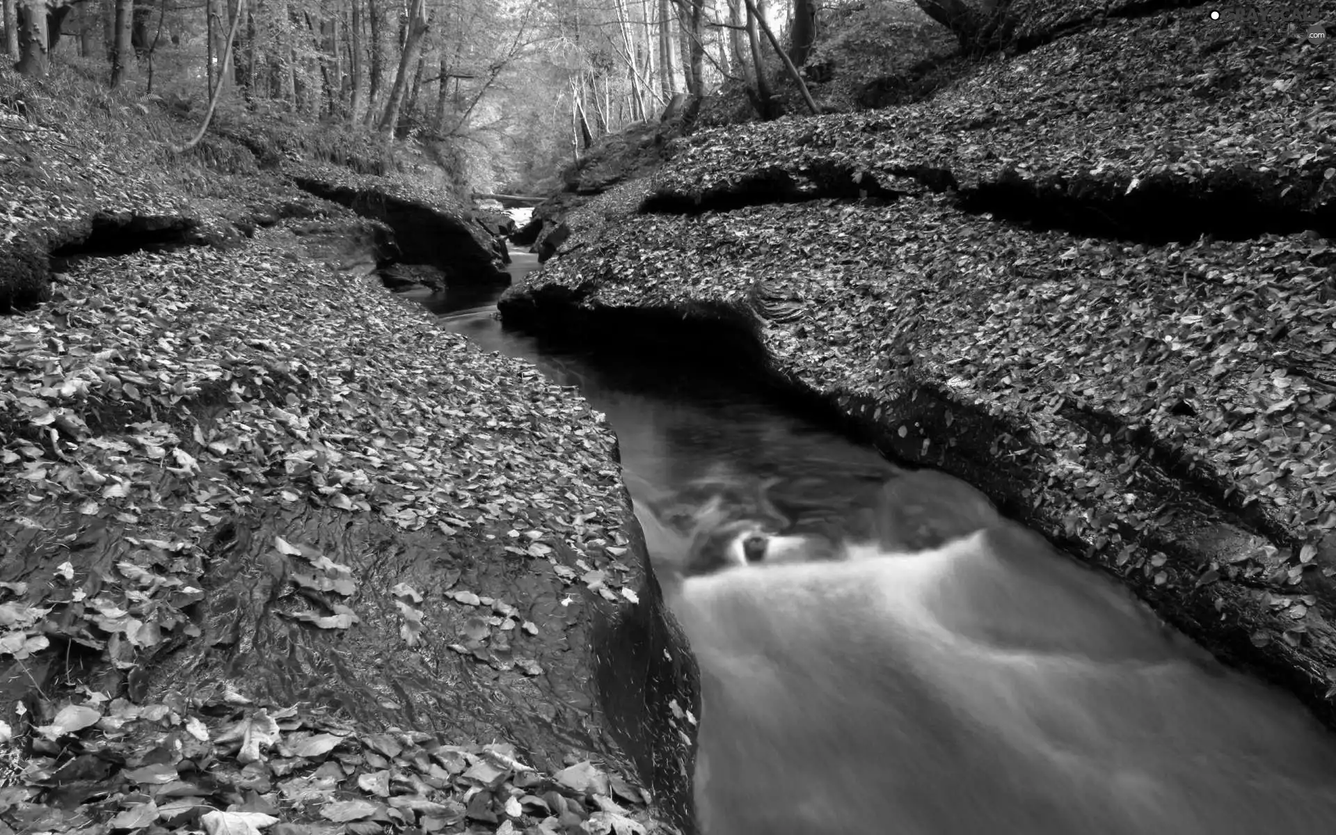 autumn, River, Leaf, forest