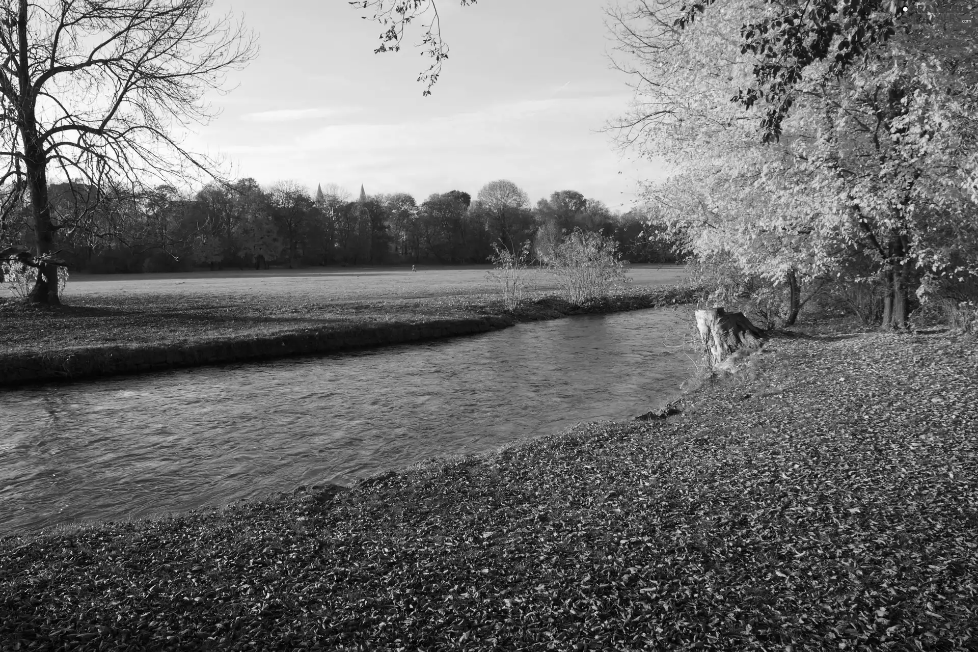 Leaf, autumn, forest, Meadow, River