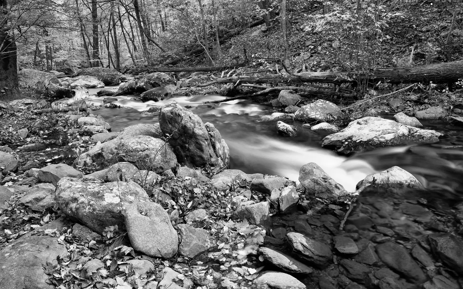 forest, mountainous, Leaf, autumn, Stones, stream