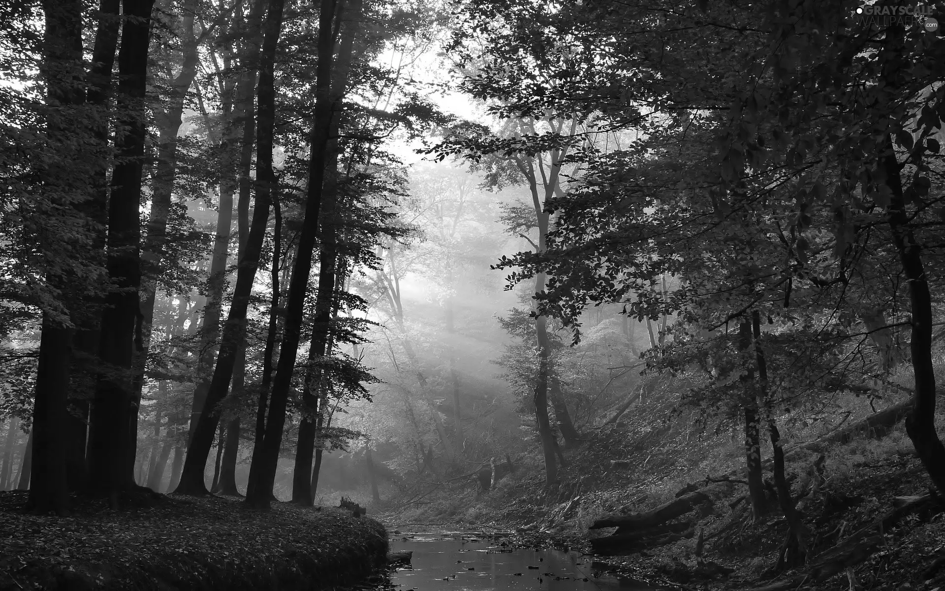 rays, forest, Leaf, autumn, sun, River