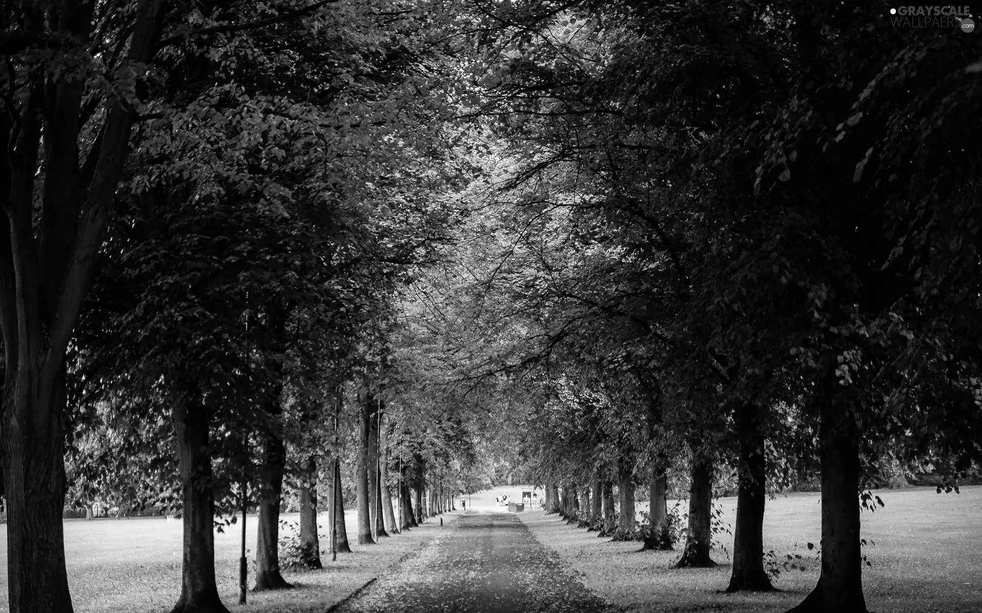 trees, Park, Leaf, autumn, viewes, alley